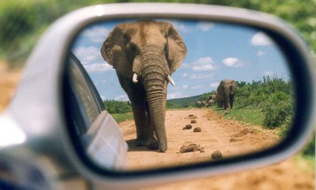 Elephant in the sir mirror (Wanderlust)