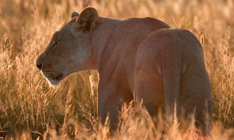 Botswana Kalahari lion (Dale Morris)