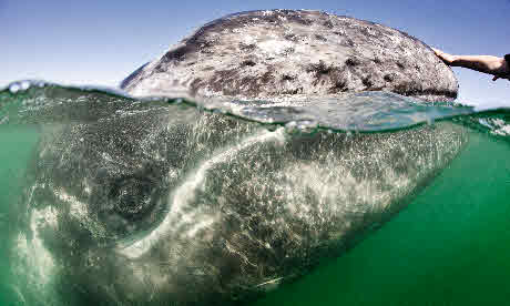 Grey whale in Baja California (Mark Carwardine)