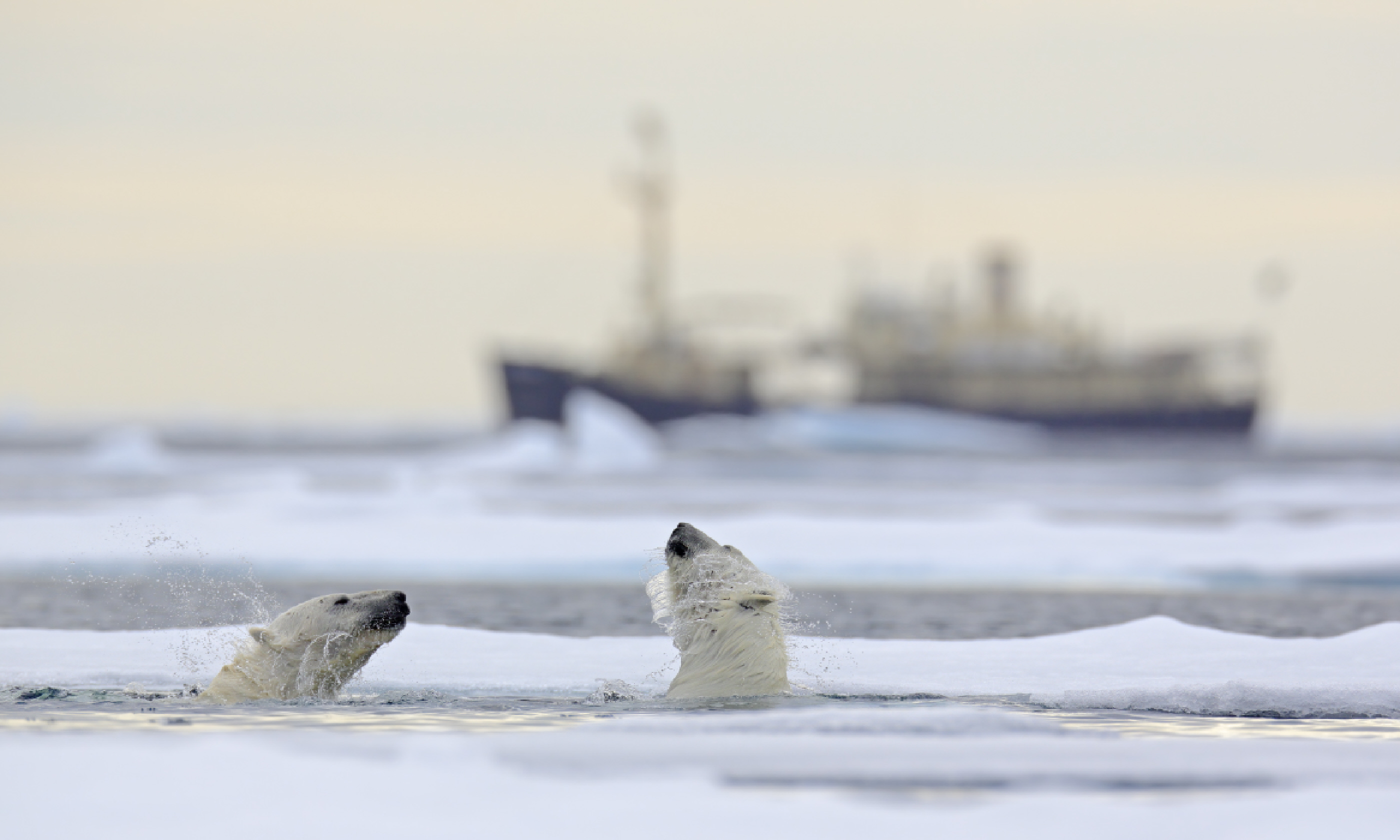 Polar bears in Svalbard, Norway (Shutterstock)
