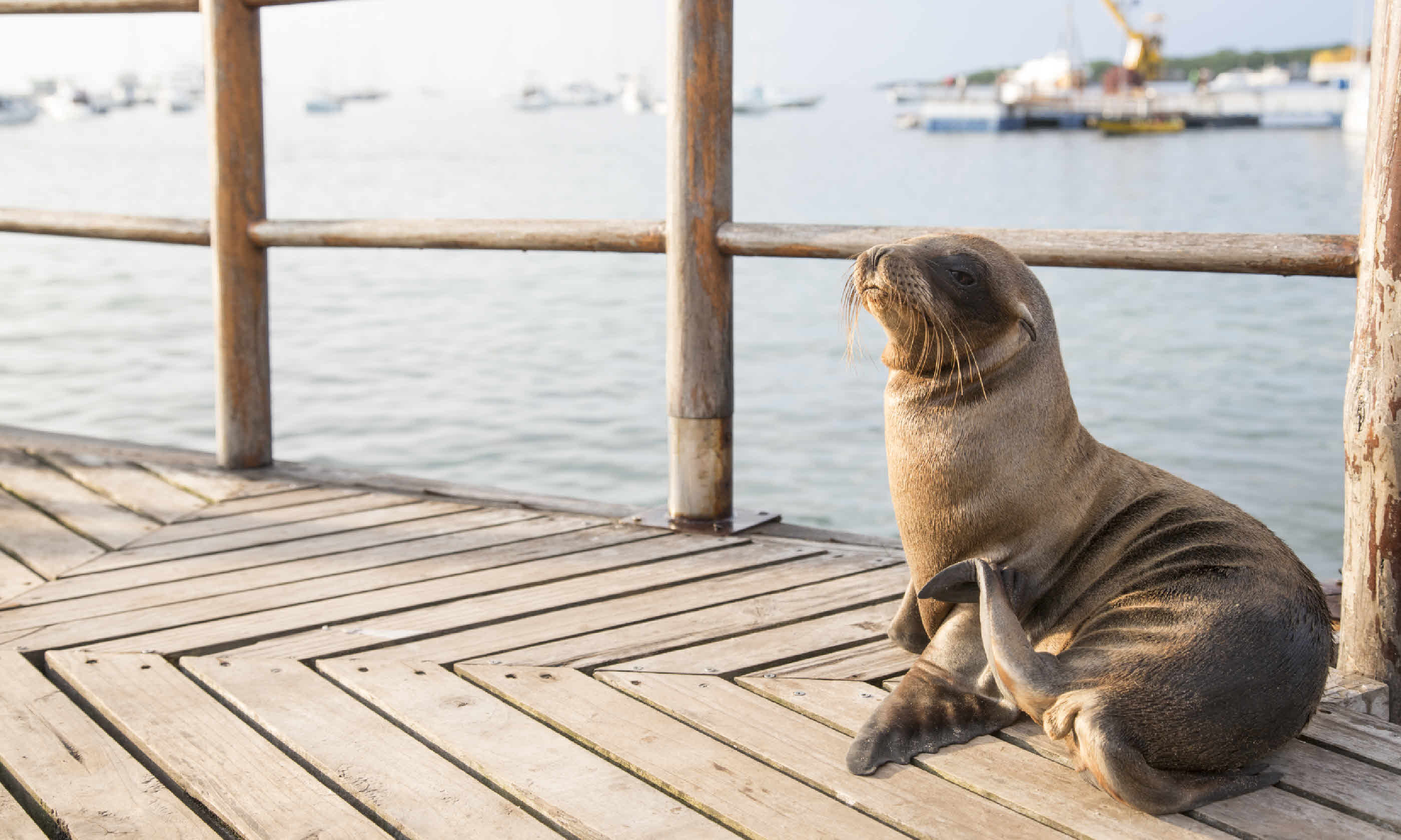 Galápagos — Central, South & East Islands aboard the Queen 