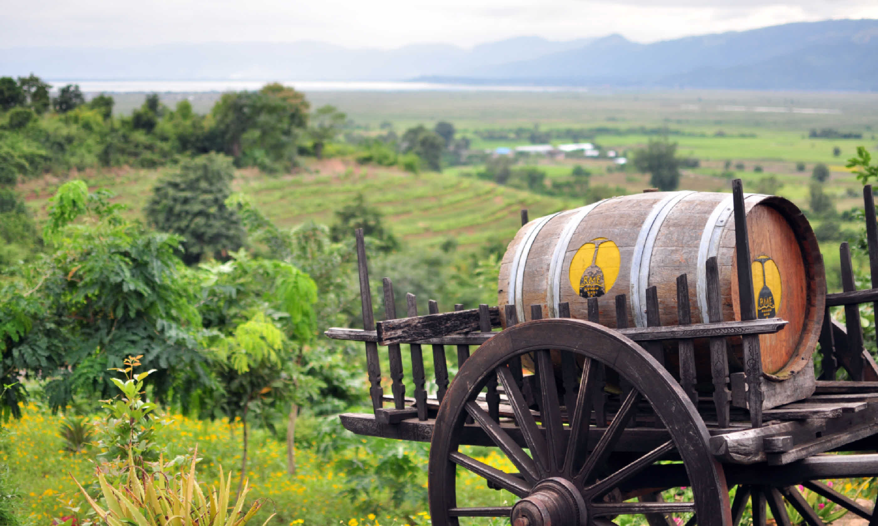 Vineyard in Inle Lake (Shutterstock)