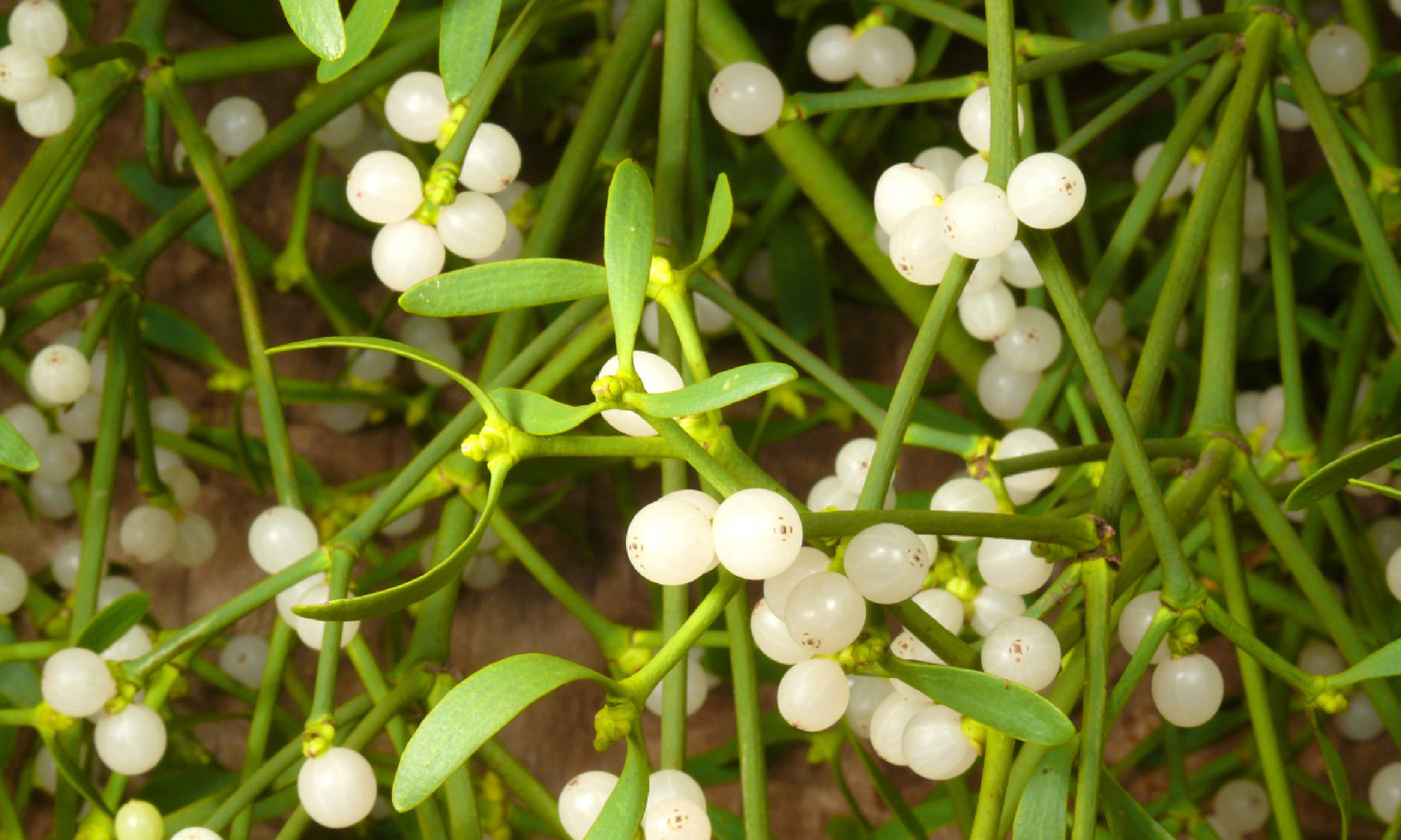 Mistletoe (Shutterstock)