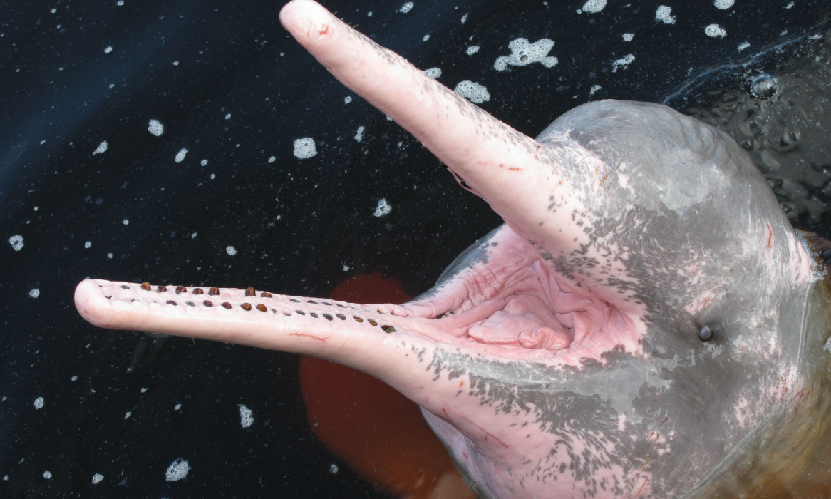 Pink river dolphin (Shutterstock)