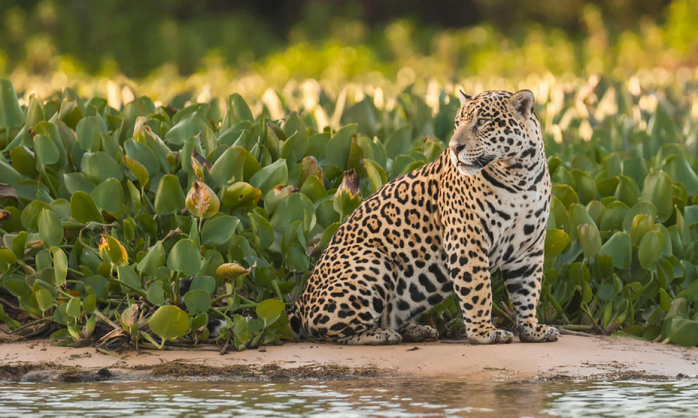 Jaguar in Brazil (Shutterstock)