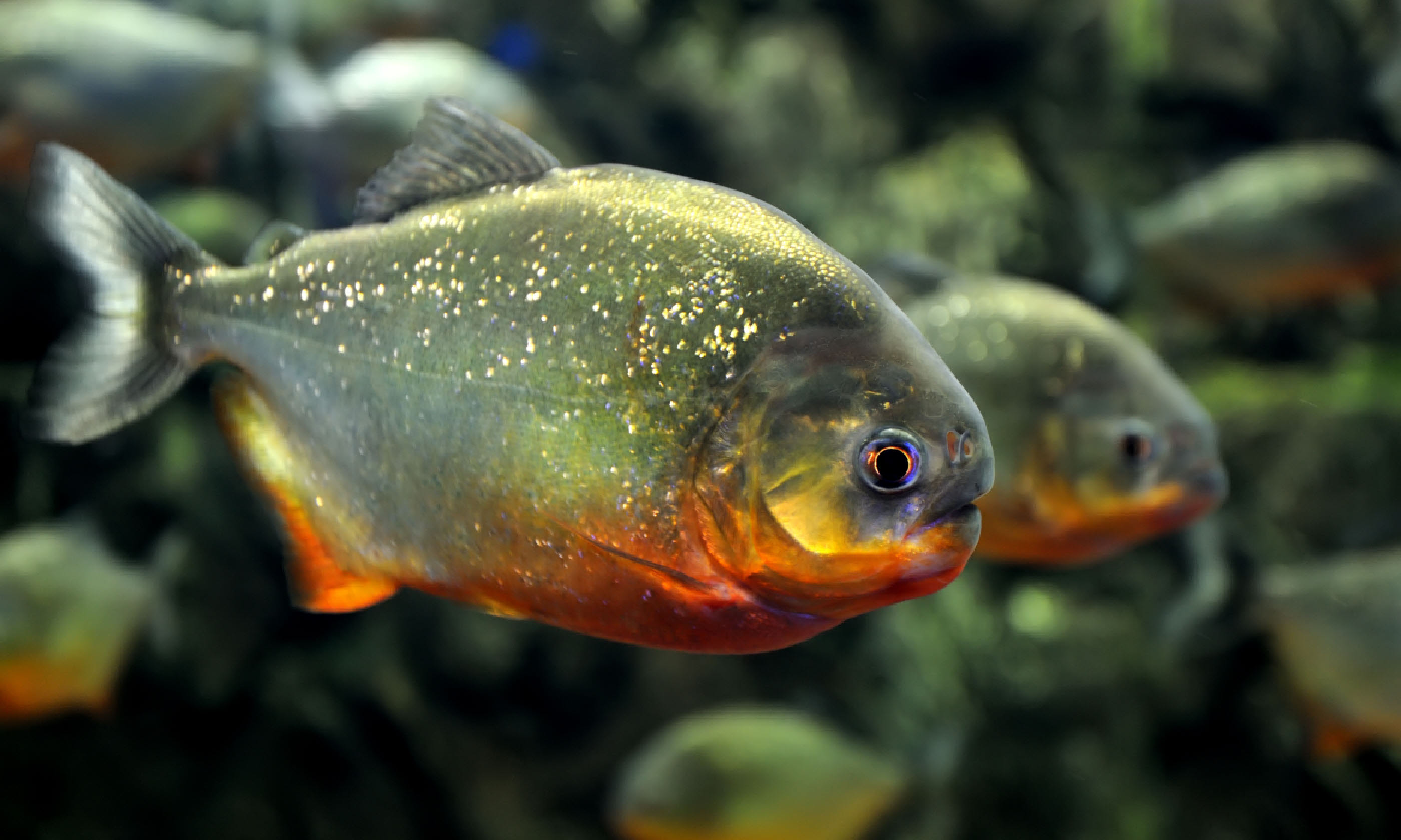 Piranhas (Shutterstock)