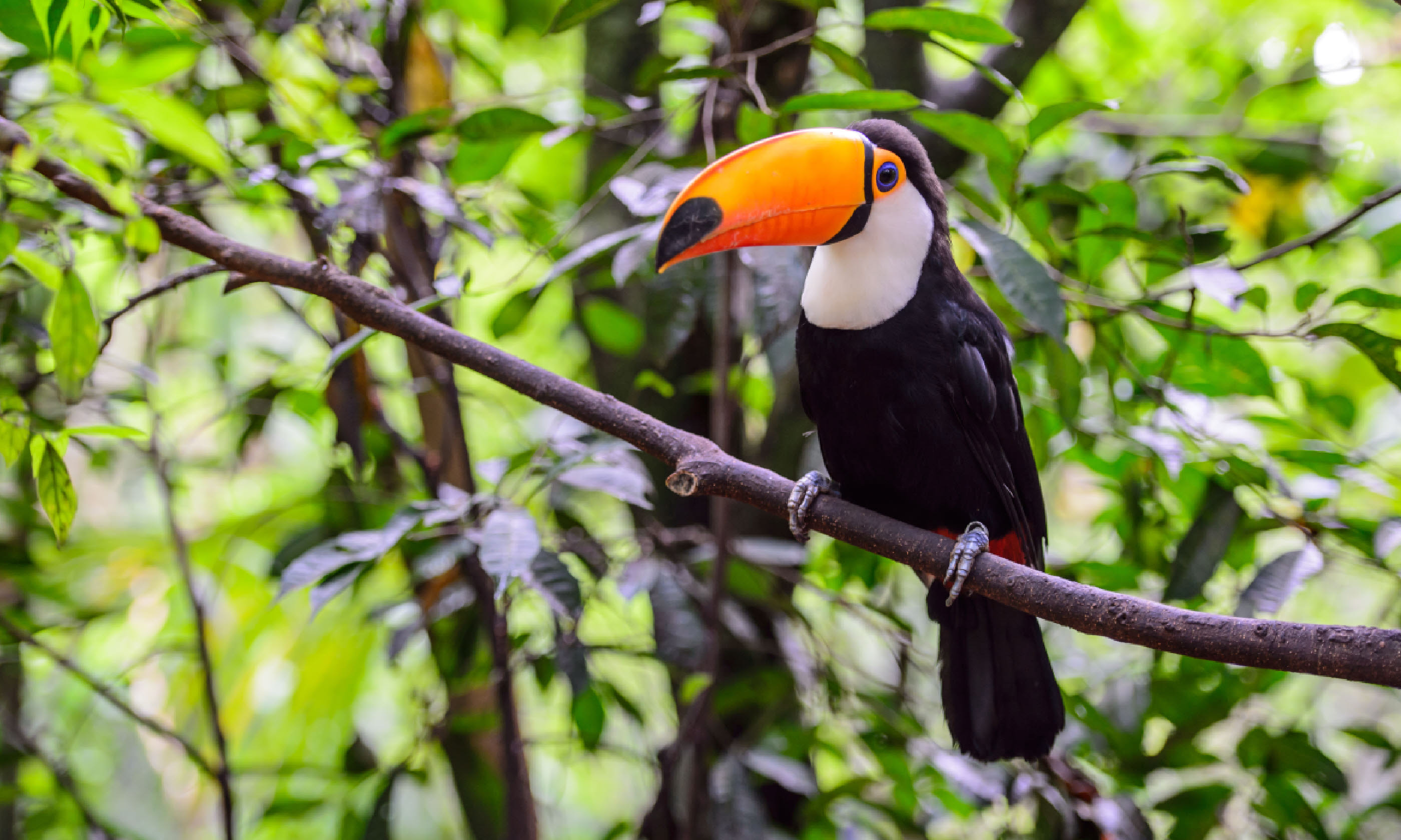 Toucan in the rainforest (Shutterstock)