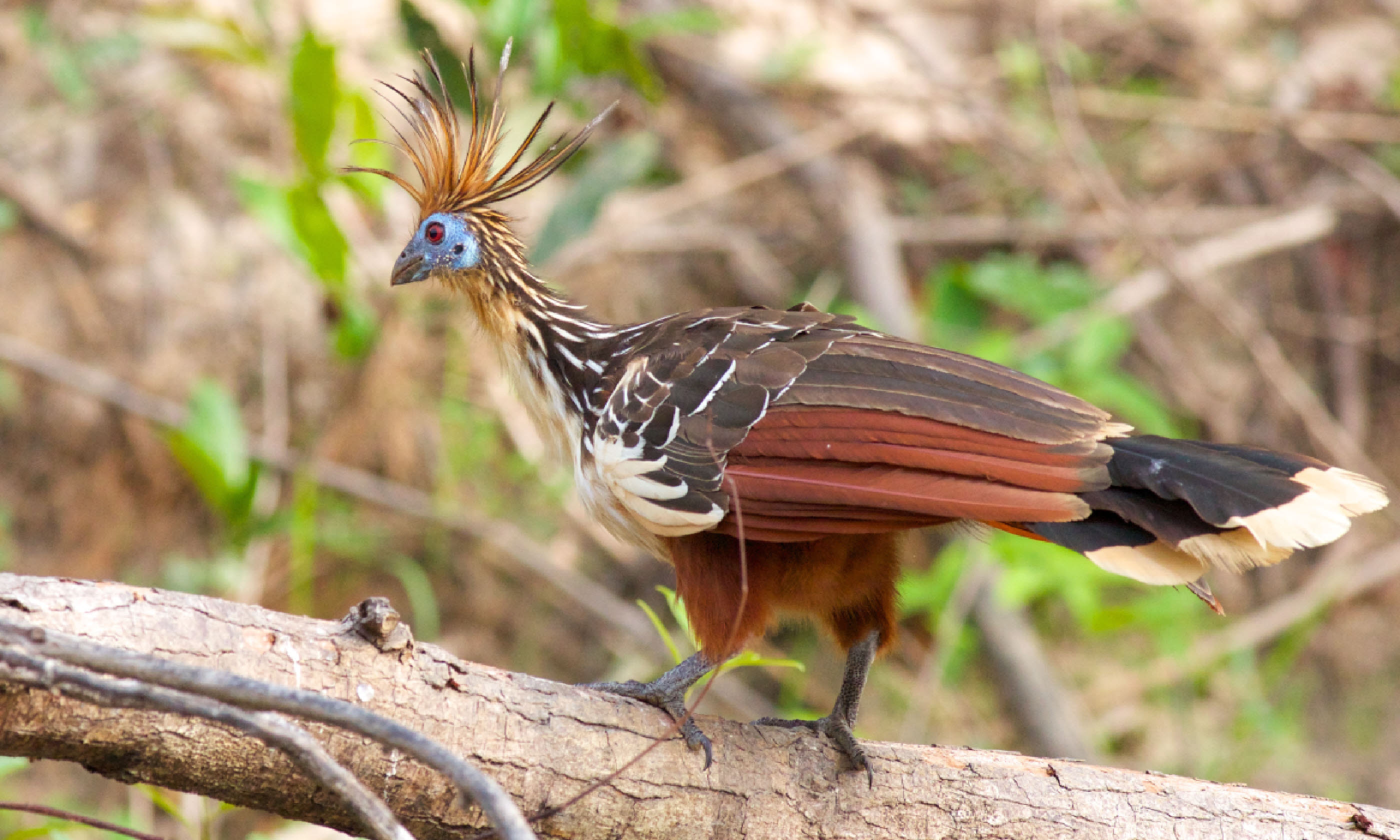 Hoatzin bird (Shutterstock)