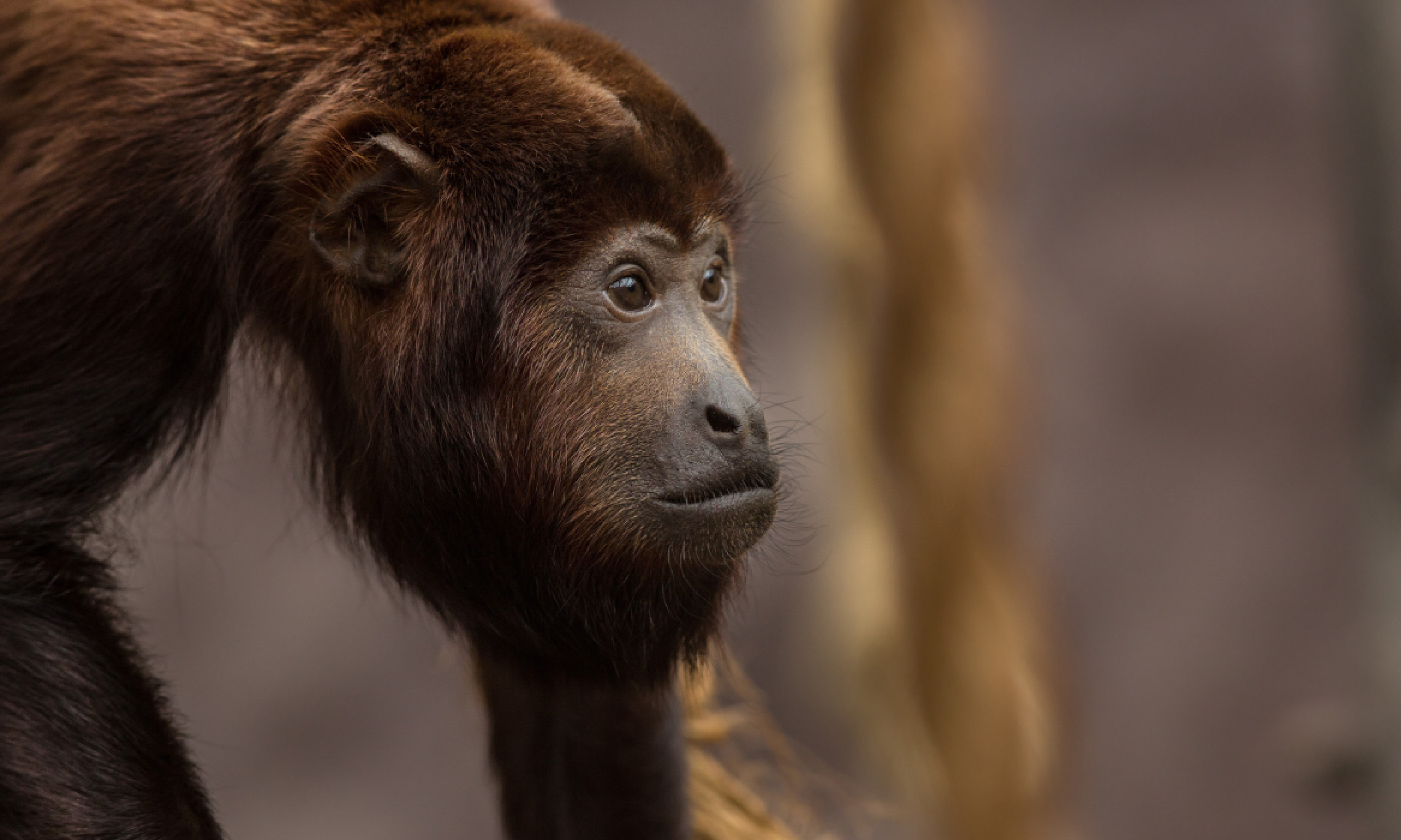 Howler monkey (Shutterstock)