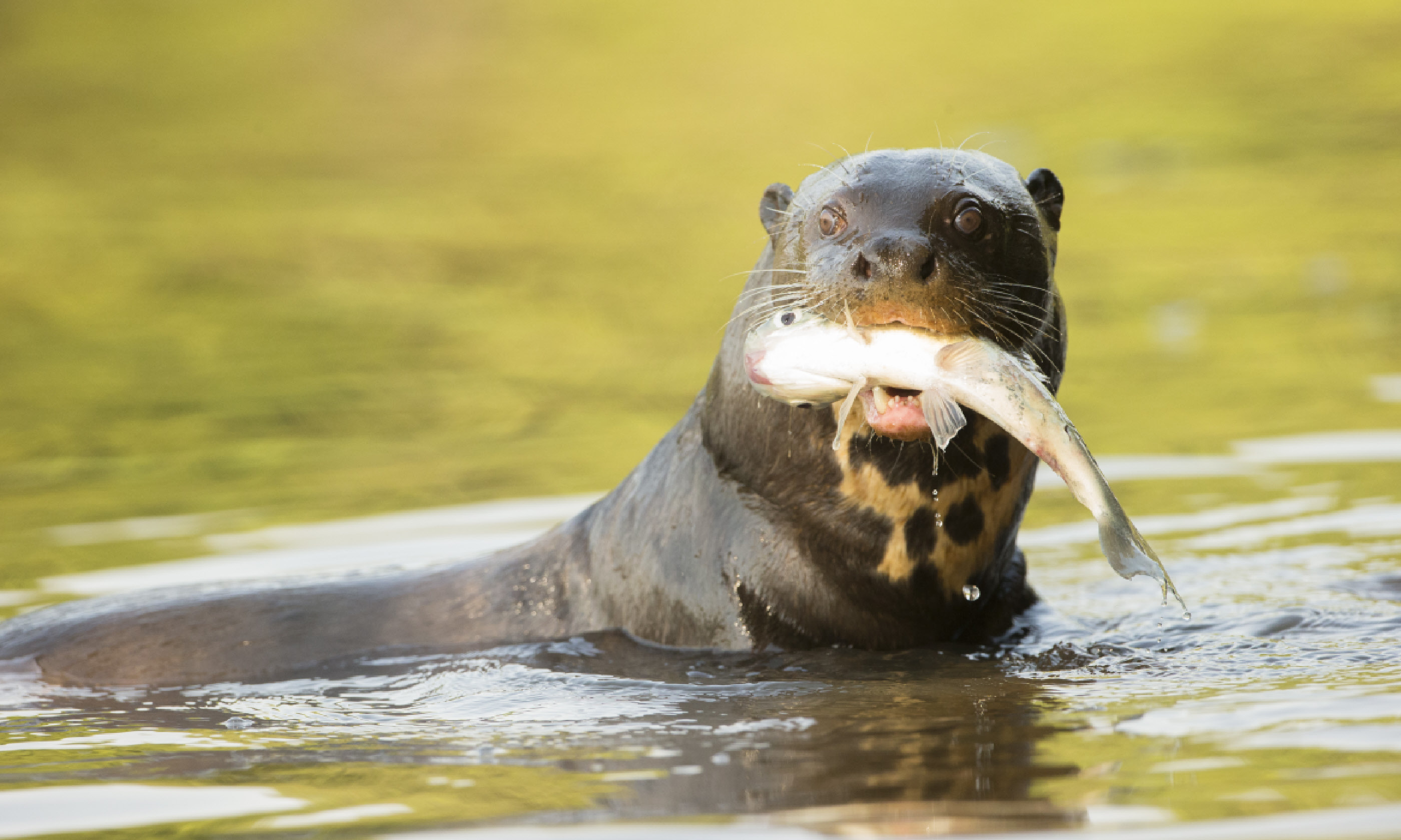 Giant otter (Shutterstock)