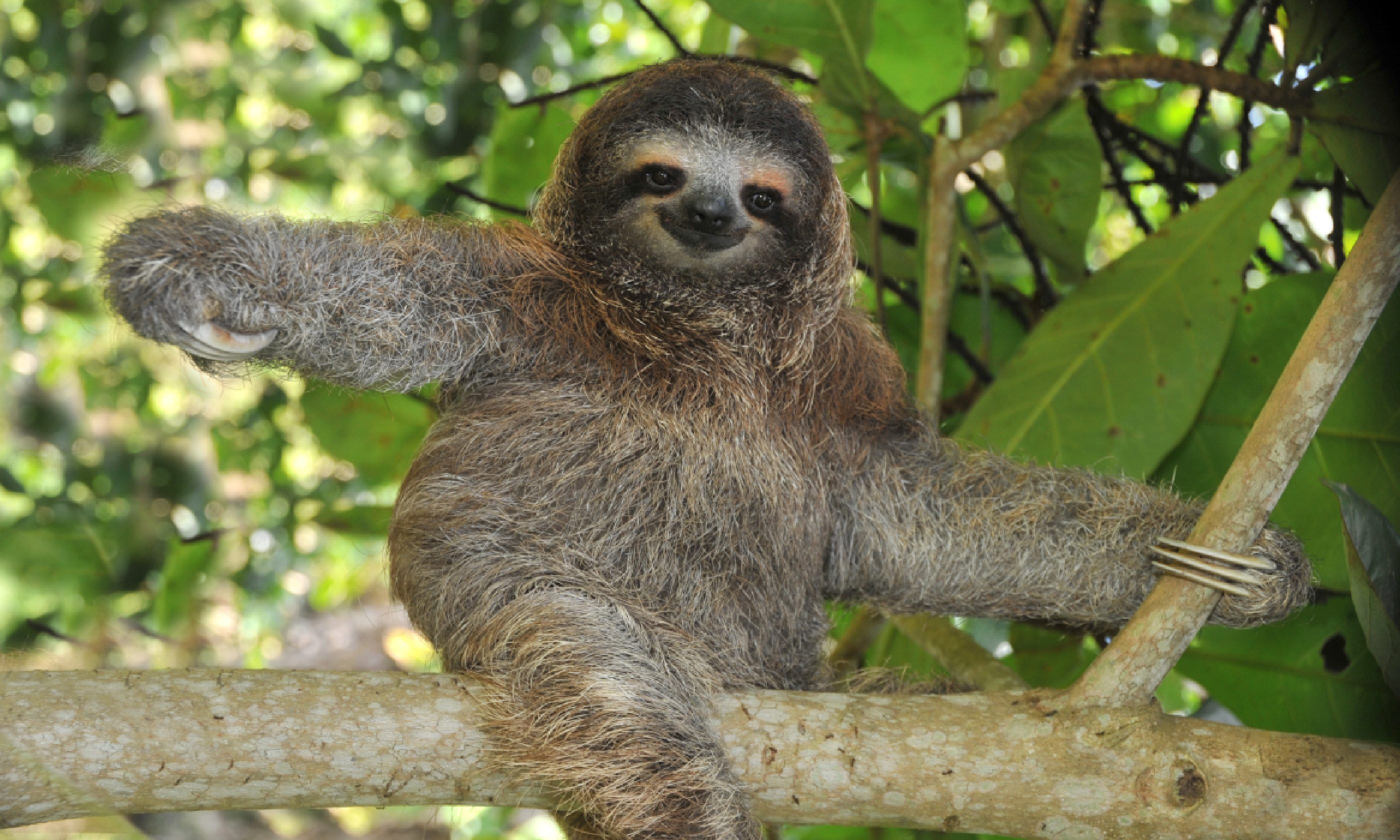 Three-toed sloth (Shutterstock)