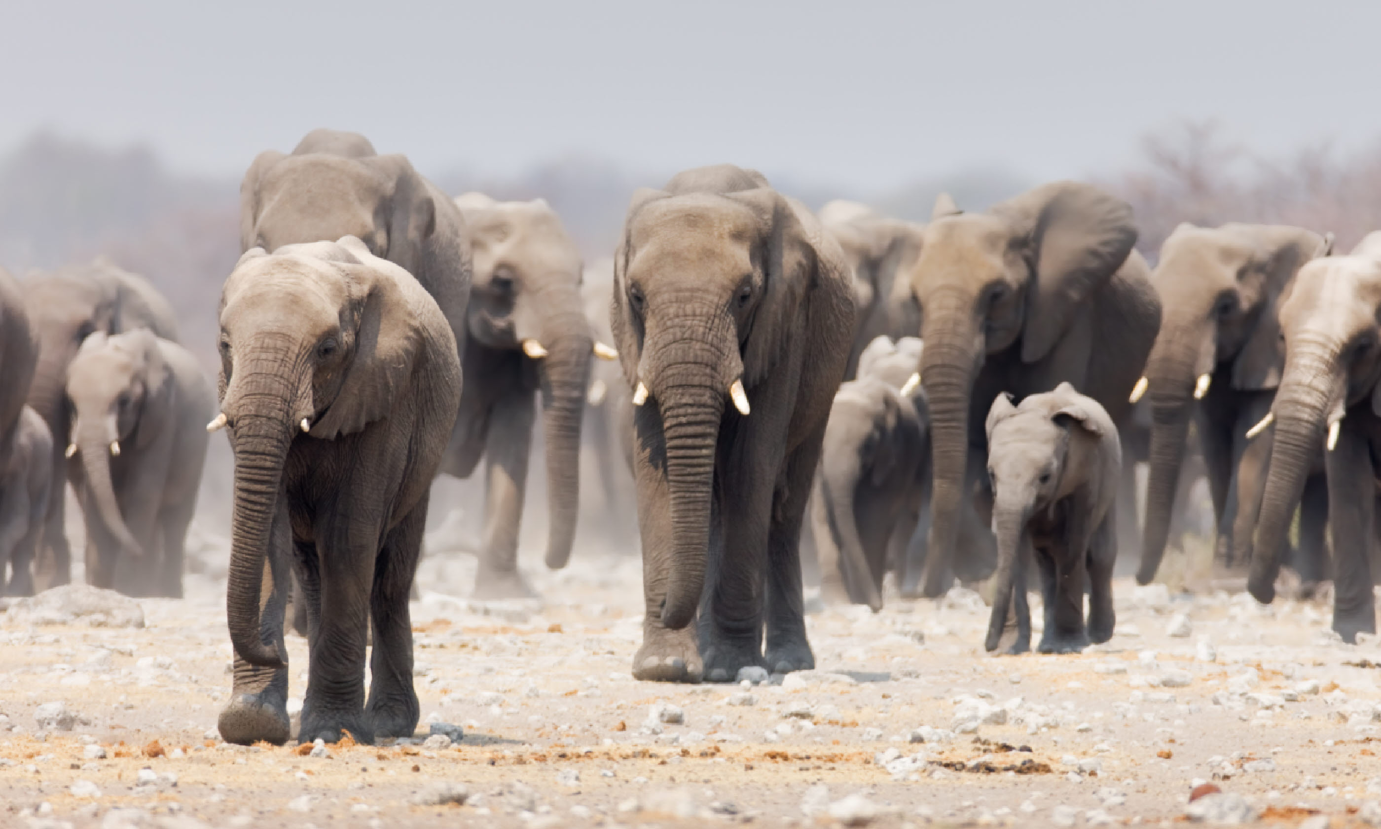 Elephants in Etosha (Shutterstock)