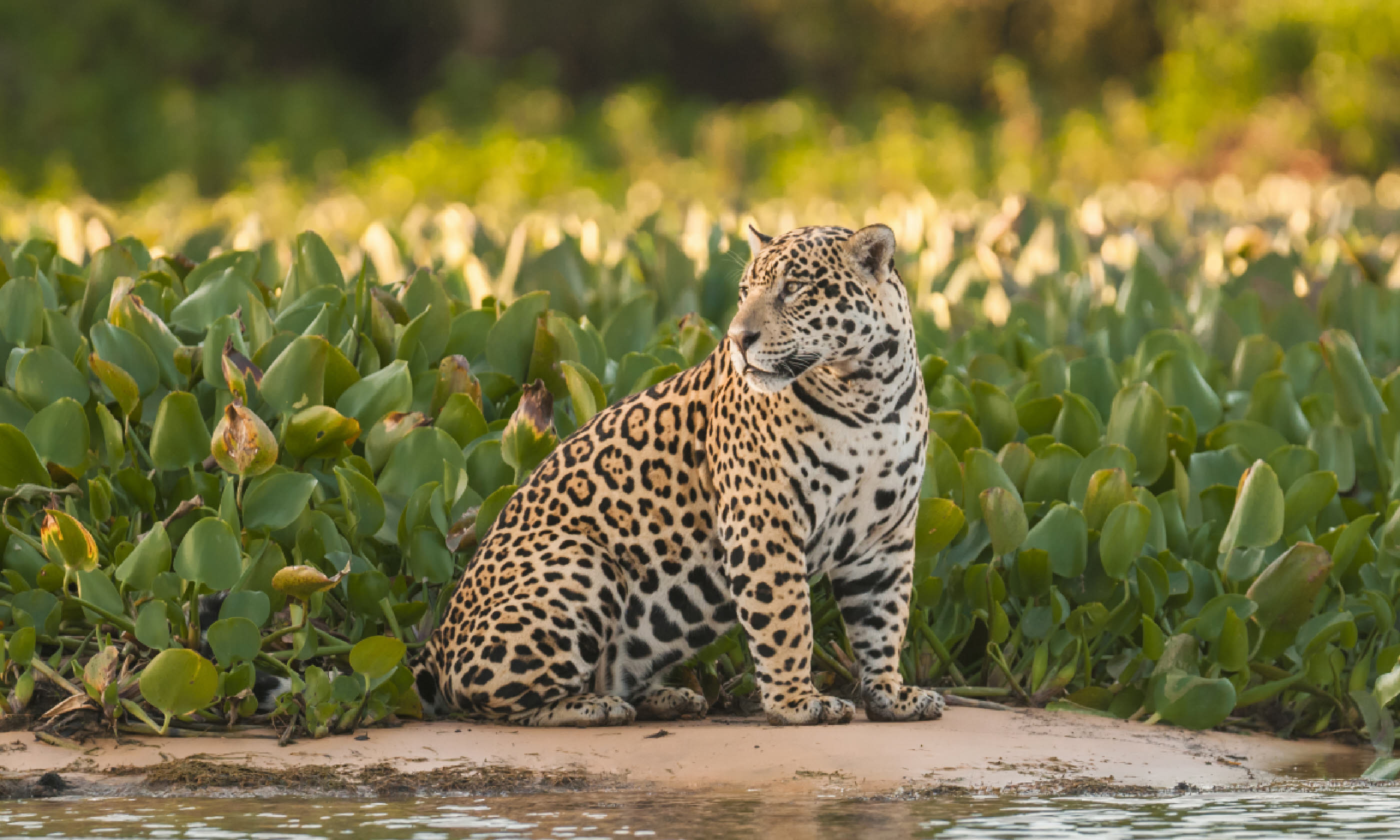Jaguar in the Pantanal (Shutterstock)