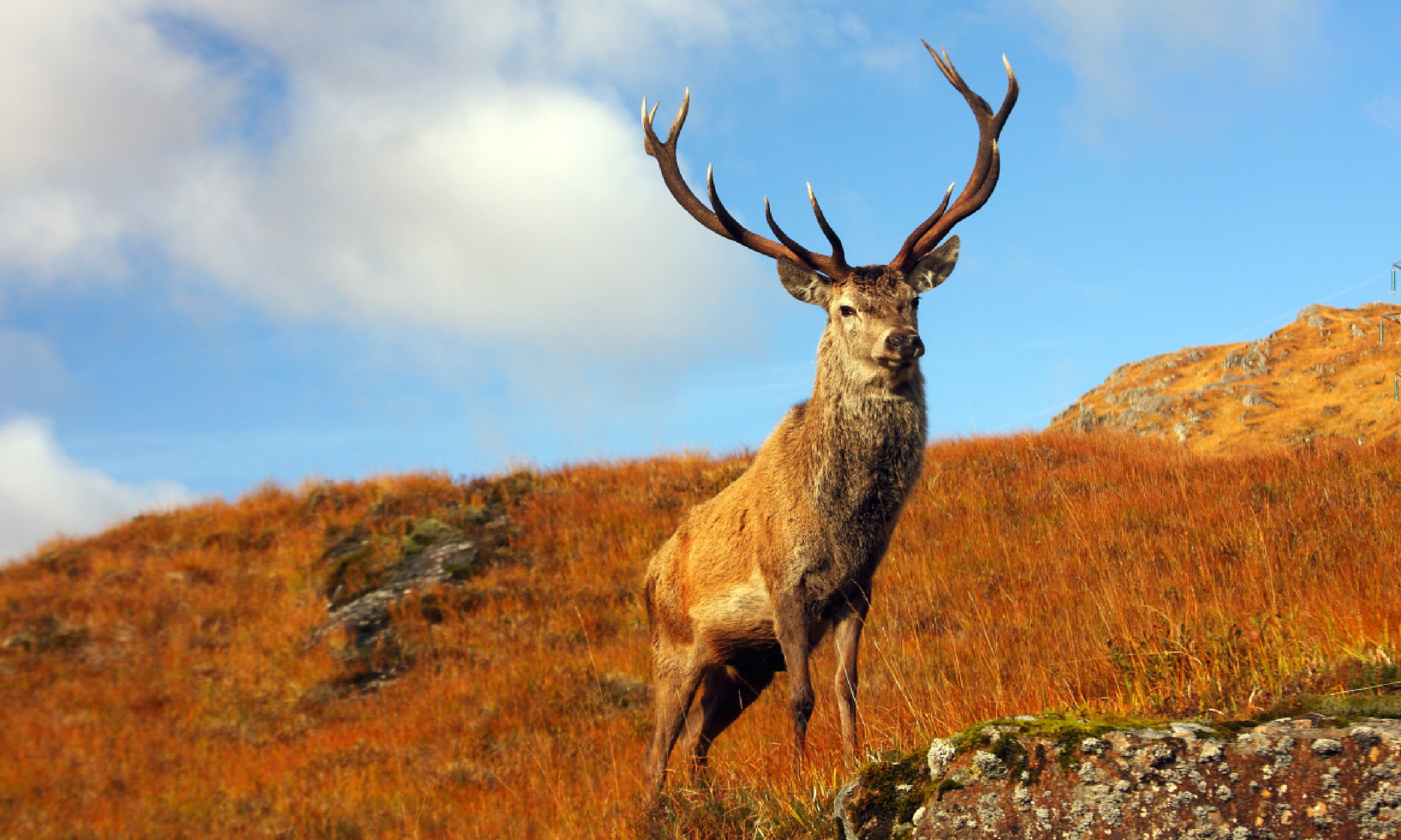 Wild Stag in the Scottish Highlands (Shutterstock)