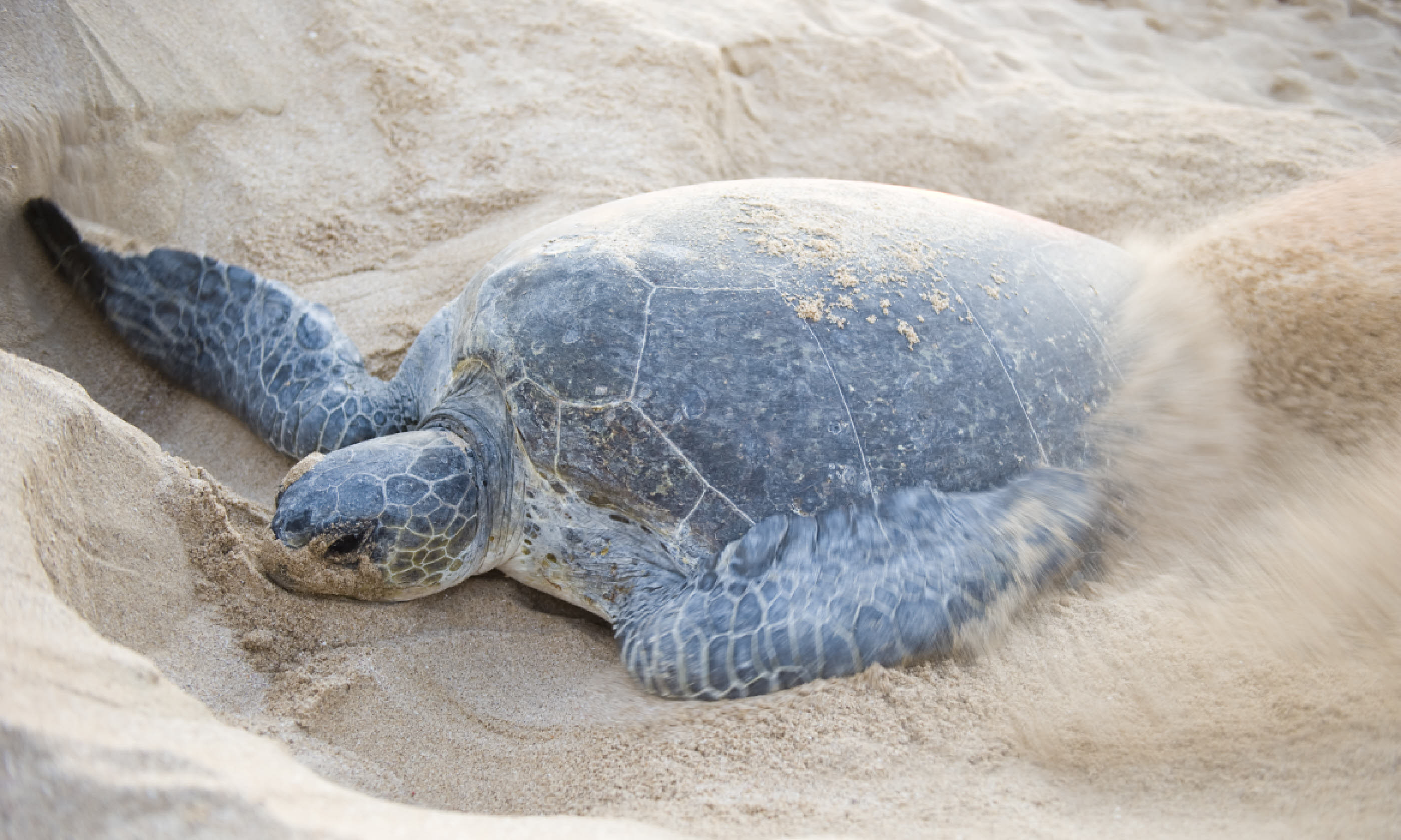 Green Back Turtle busy closing a nest (Shutterstock)