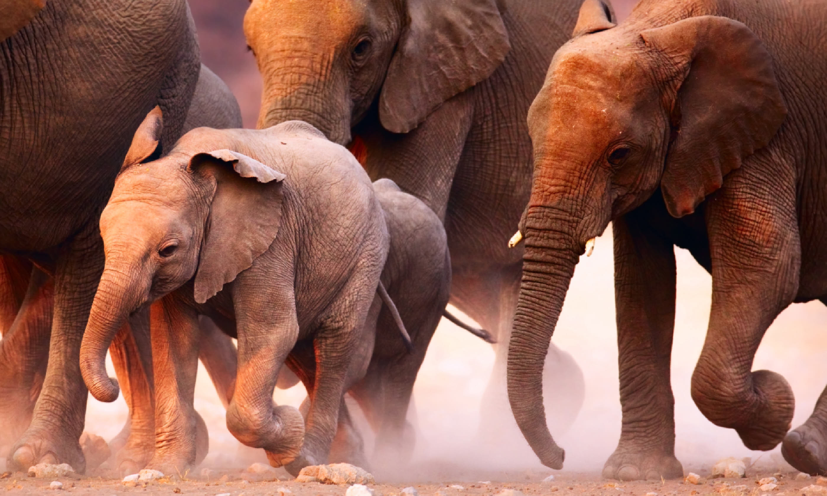Elephant herd on the run in Etosha desert (Shutterstock)