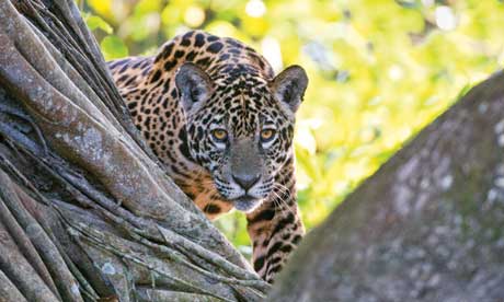 Jaguar in Brazil (Shutterstock: see credit below)