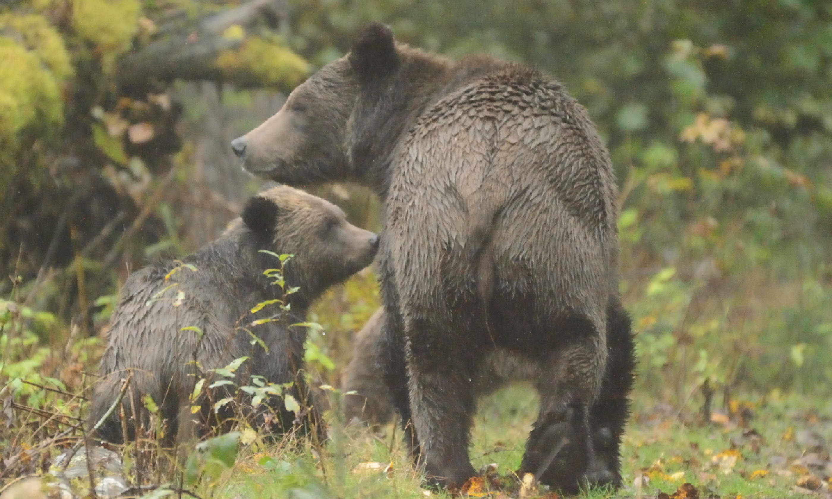 Grizzly bear (Shutterstock)
