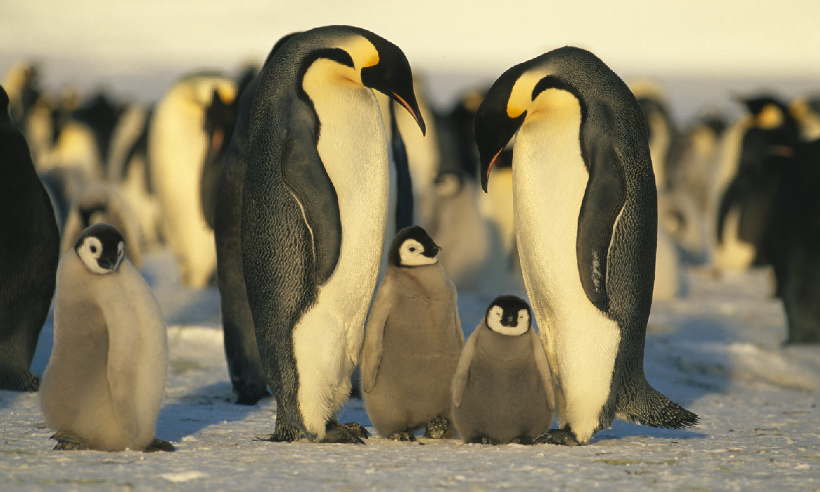 Emperor penguins with chicks (Shutterstock)