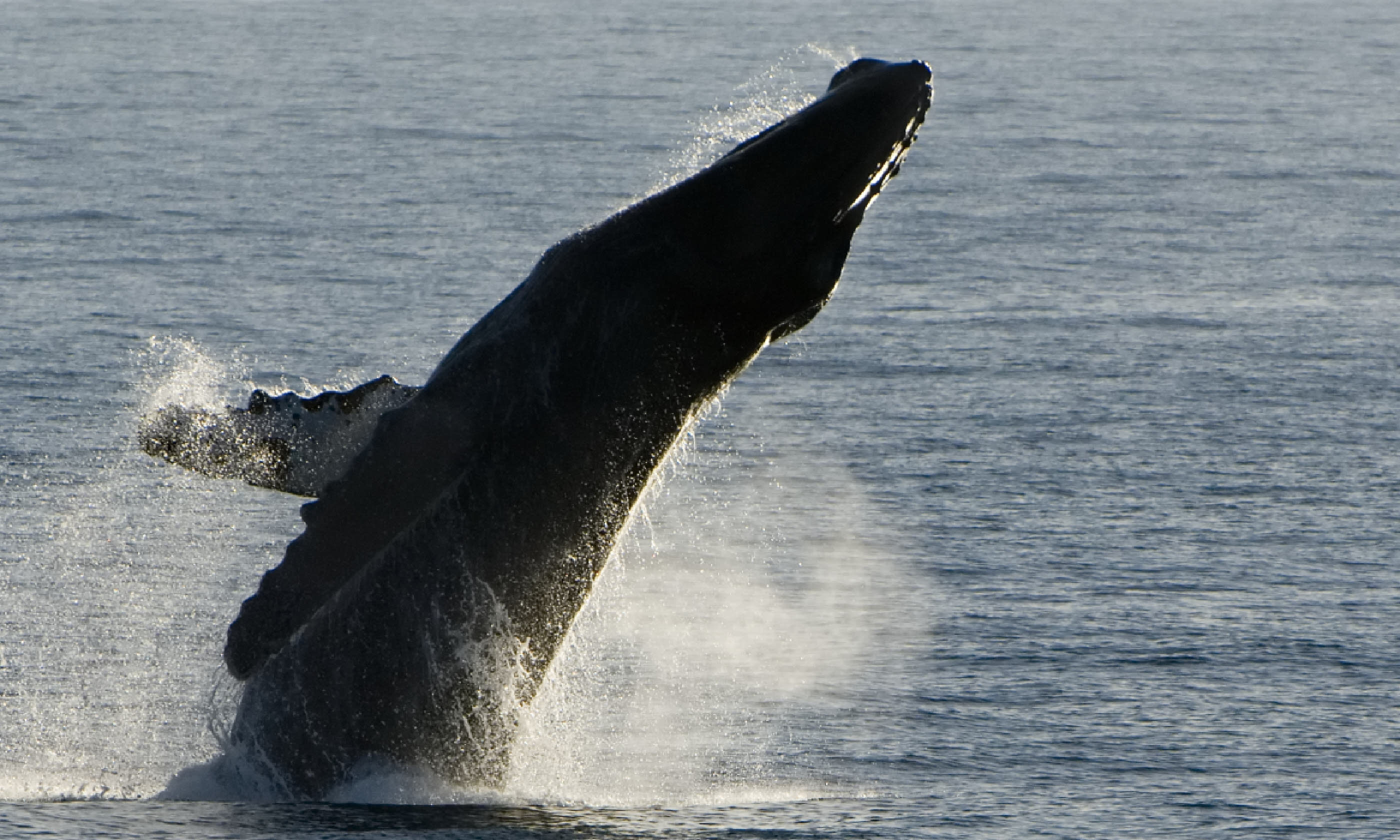 Humpback whale breach, Baja California (Shutterstock)
