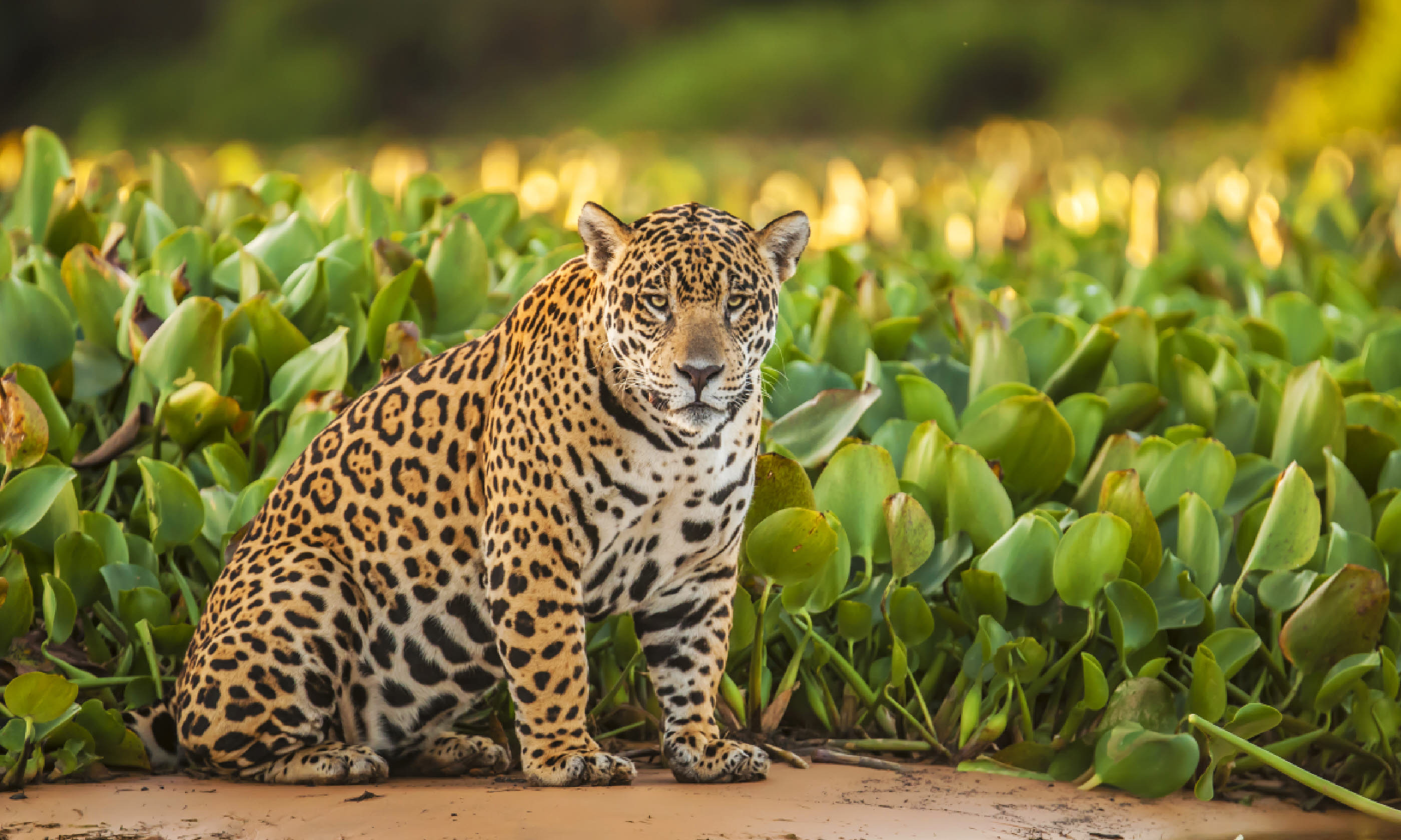 Jaguar in Brazil (Shutterstock)