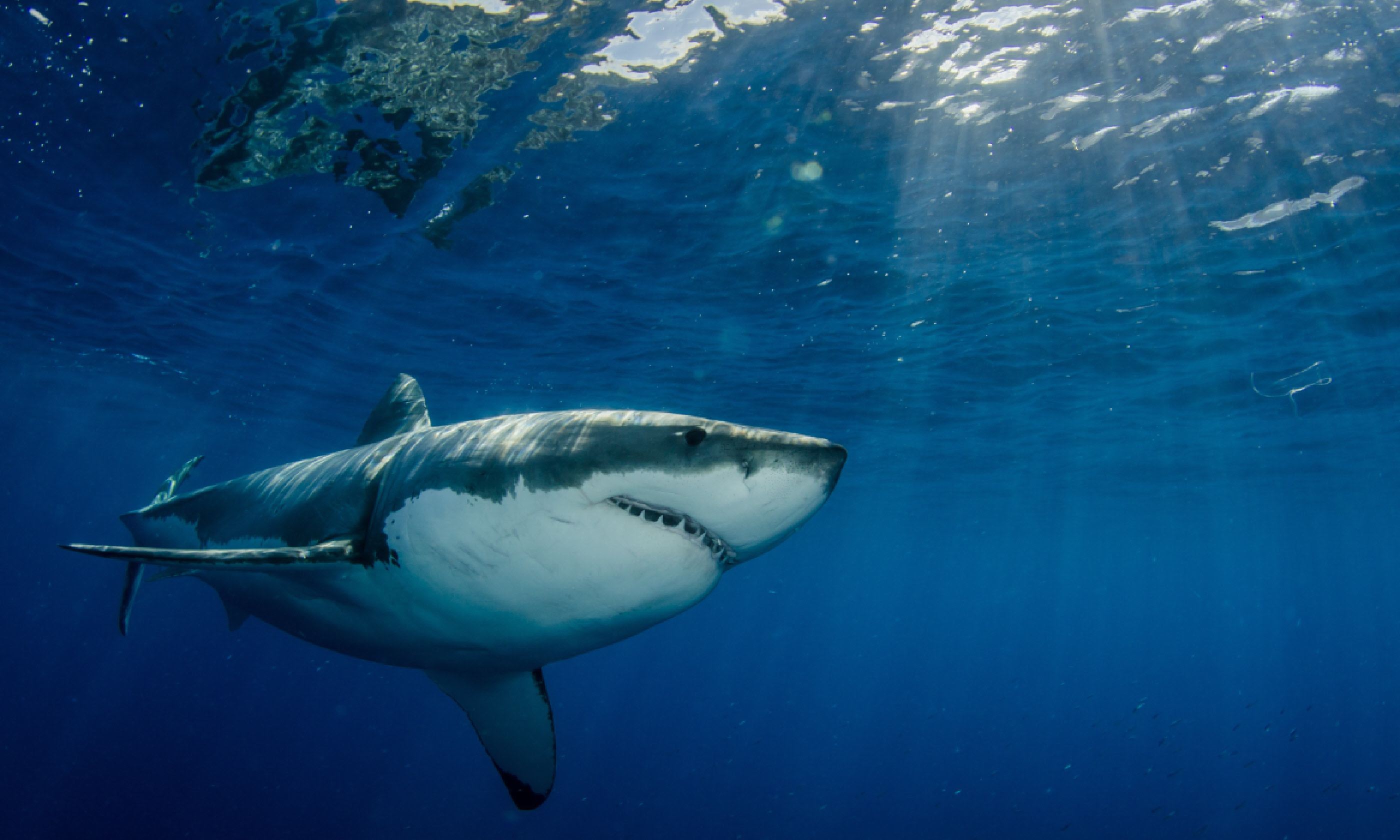 Great white shark off the Mexico coast (Shutterstock)