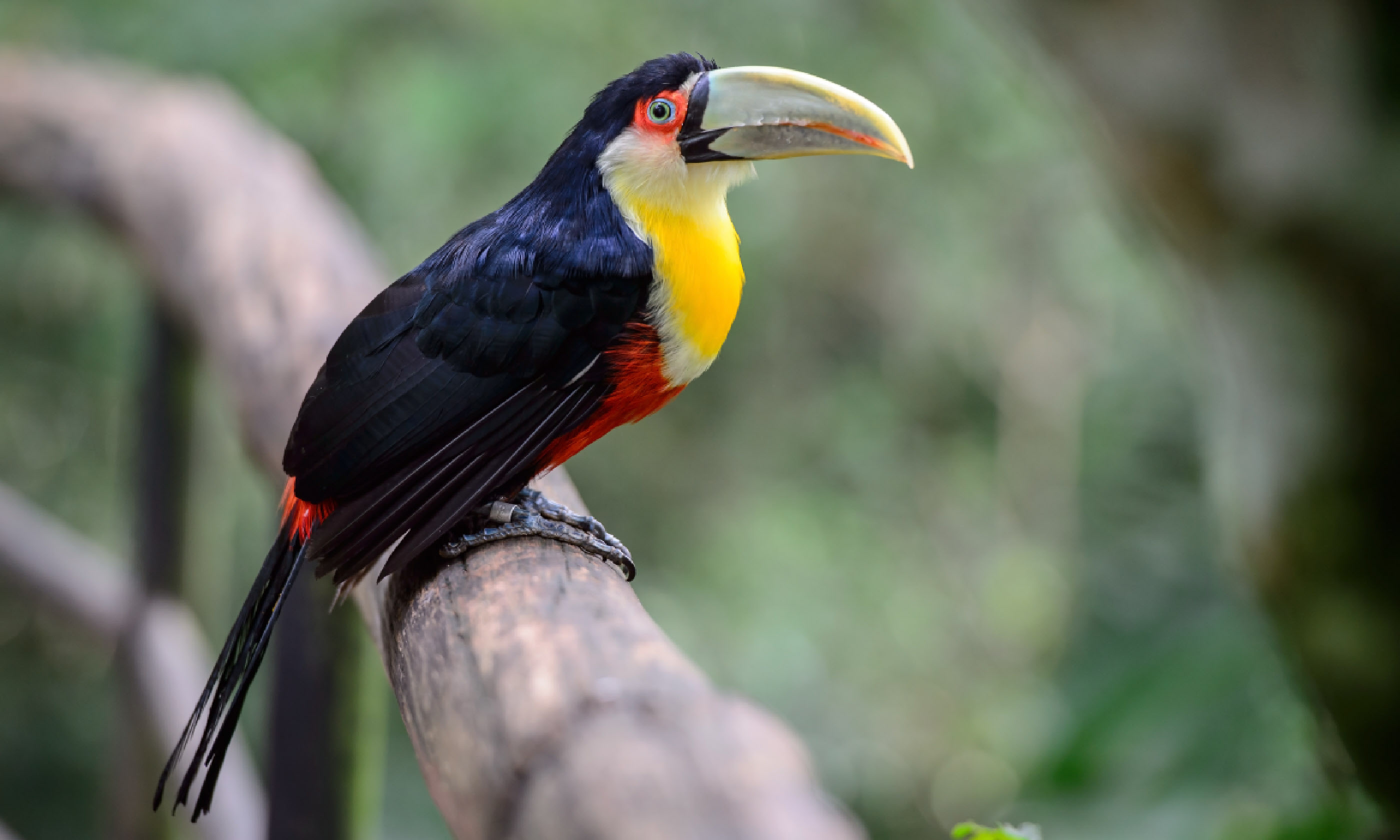 Toucan, National Park Iguazu, Brazil (Shutterstock)
