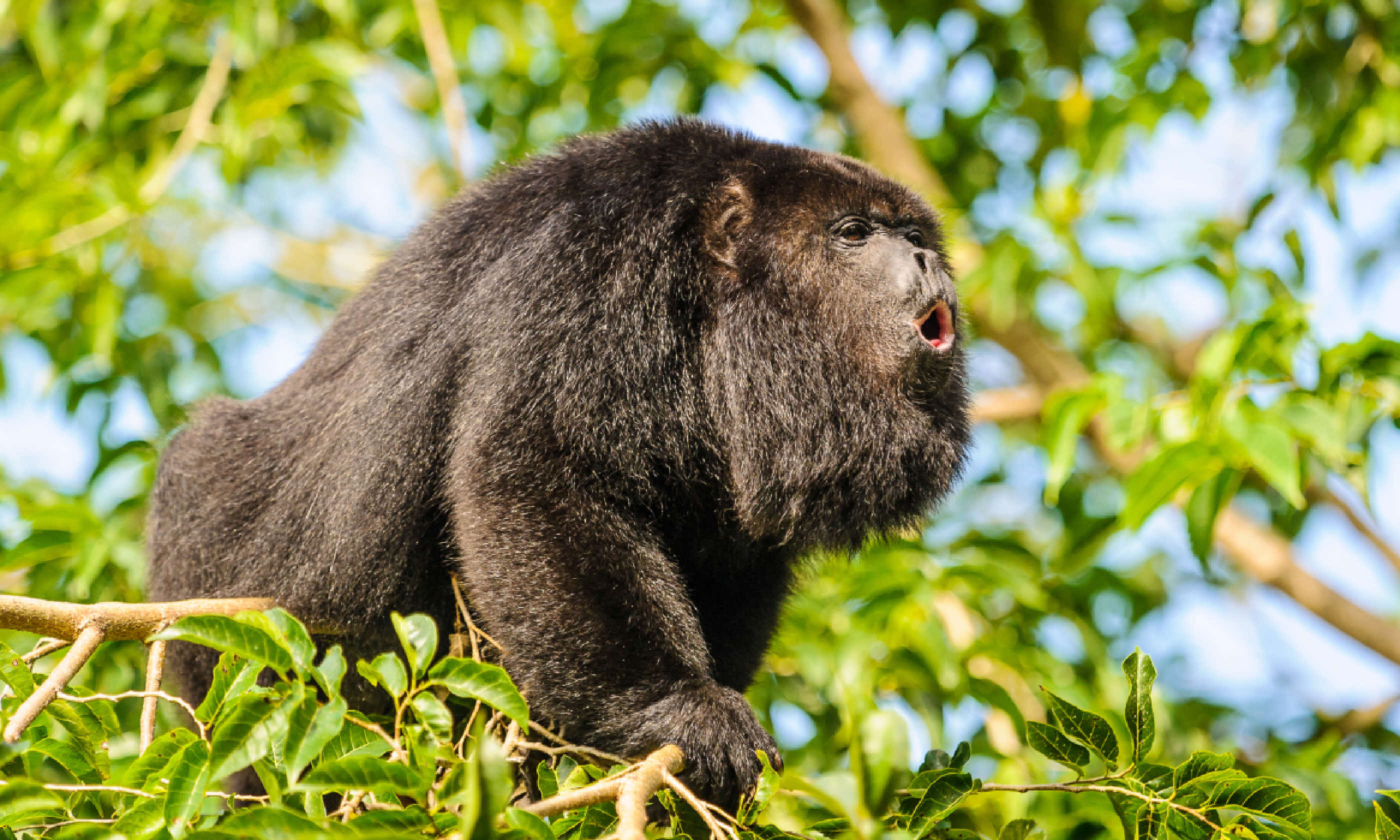 Howler monkey (Shutterstock)