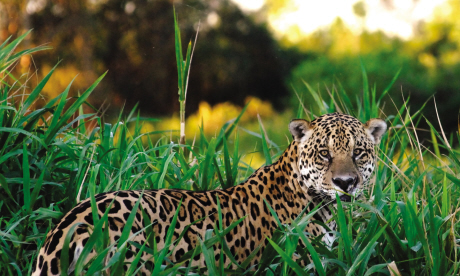 Explore Brazil's Pantanal and track down jaguars (iStock)