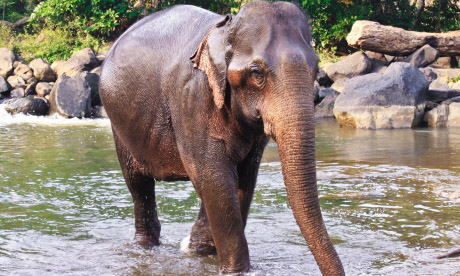 An Elephant in Laos