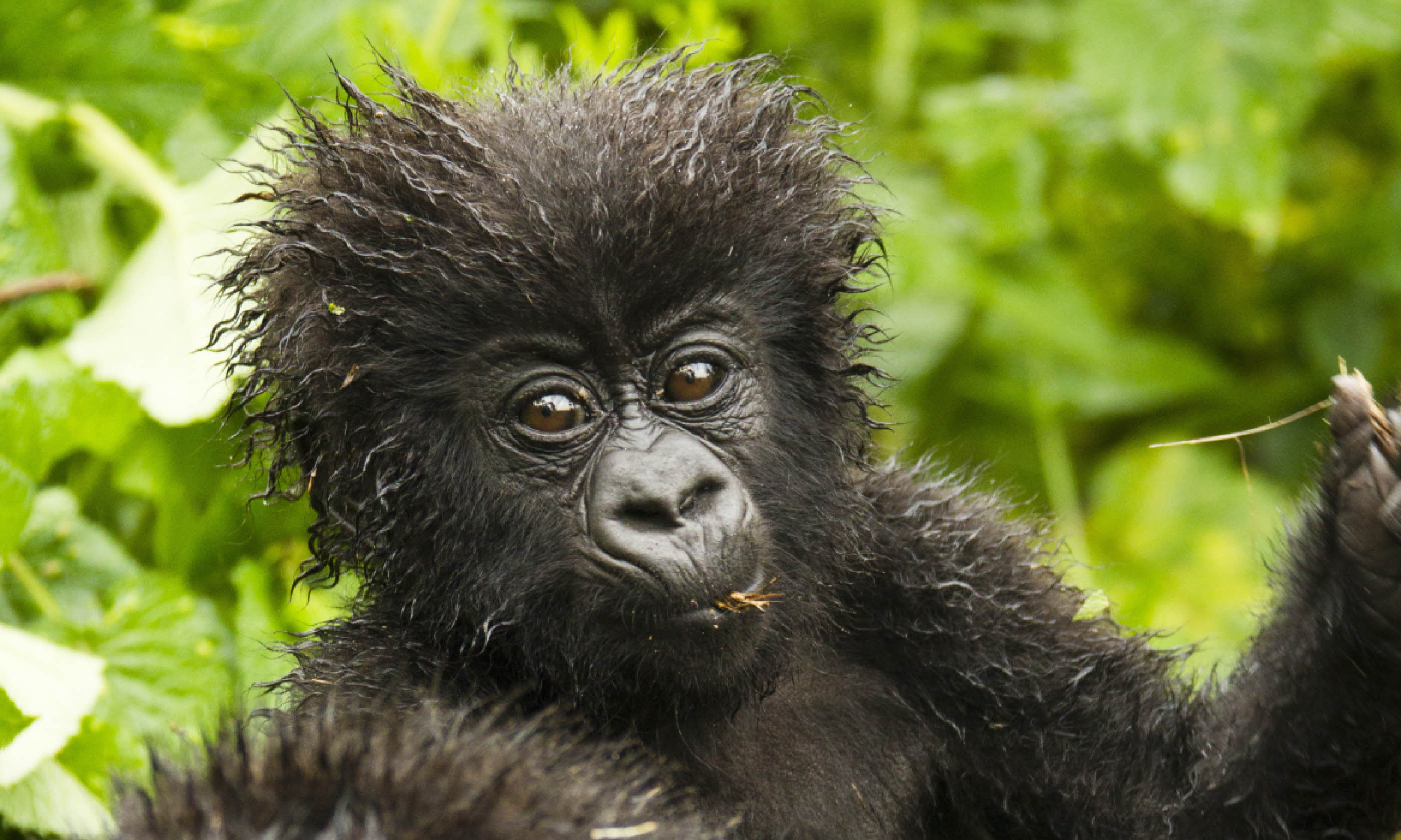 Mountain gorilla, Volcanoes National Park, Rwanda (Shutterstock: see credit below)