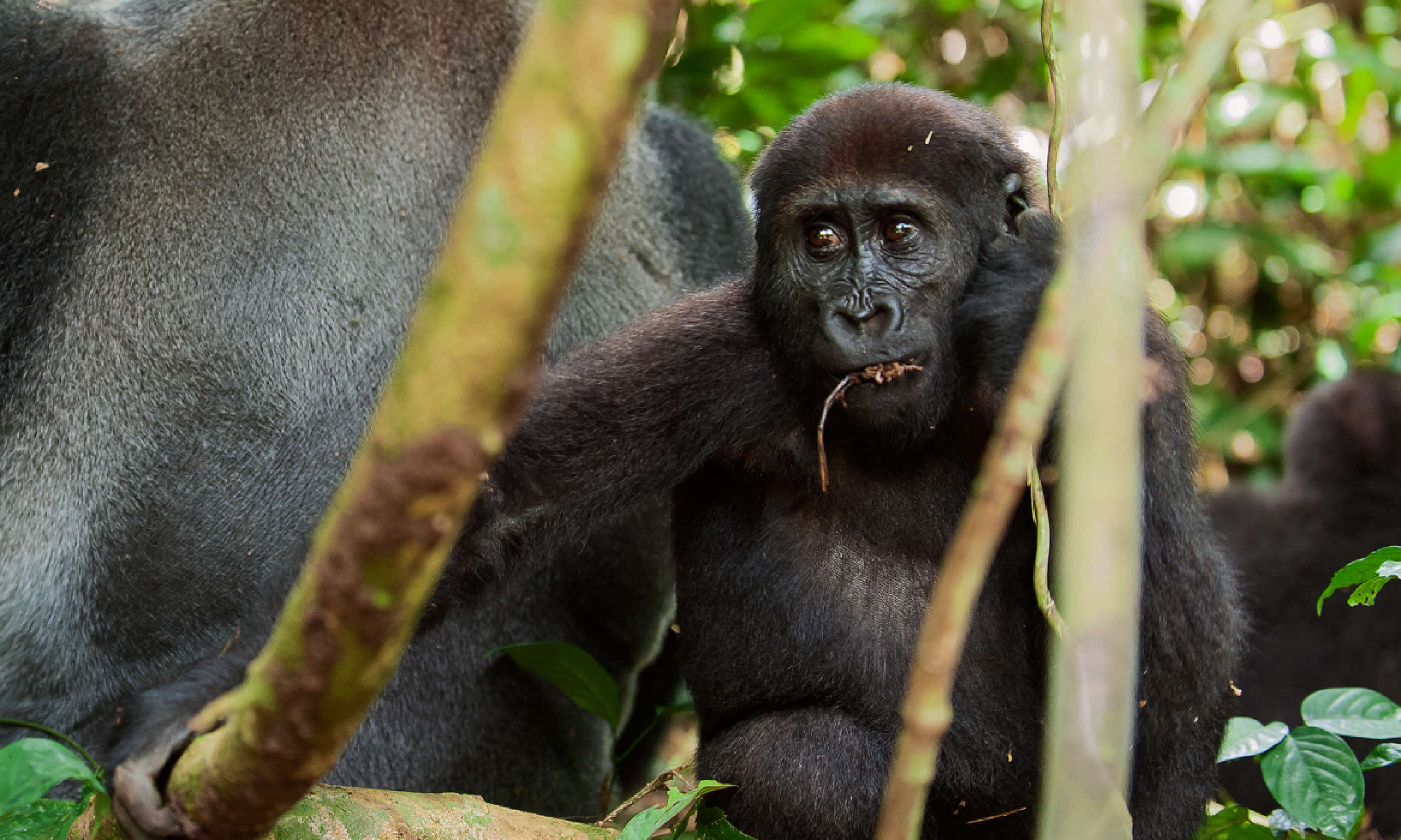 Western Lowland Gorilla adult male (Shutterstock)