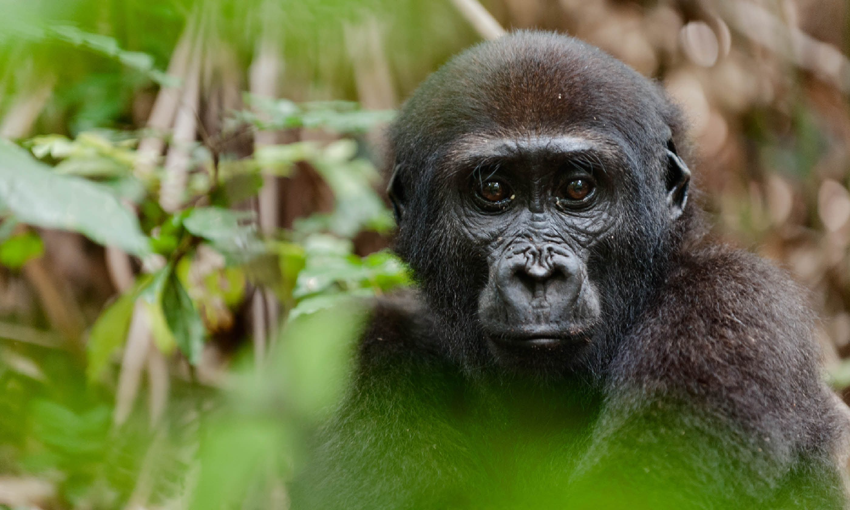 Western Lowland gorilla, Congo (Shutterstock)