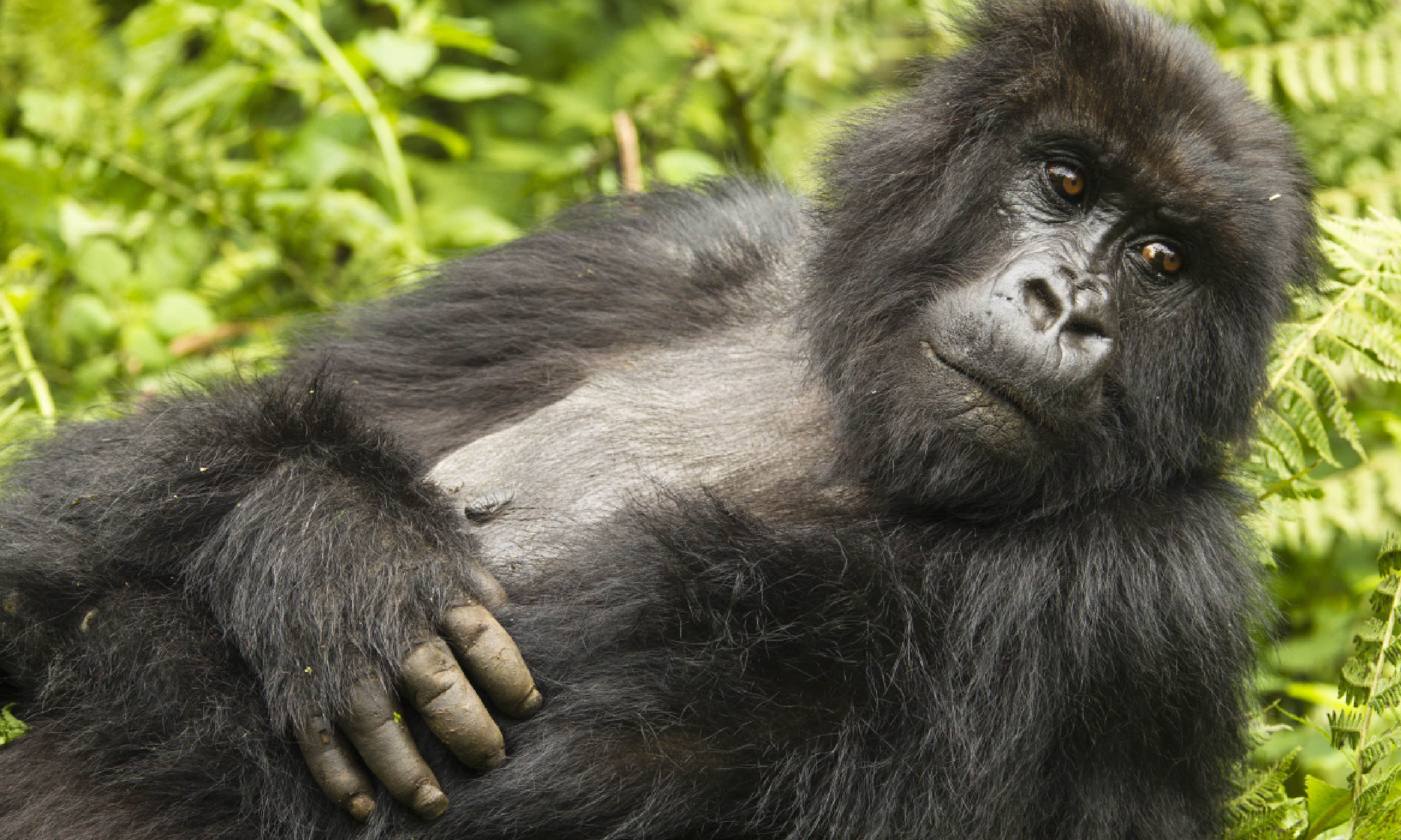 Umubamo Group mountain gorilla, Volcanoes National Park, Rwanda (Shutterstock)