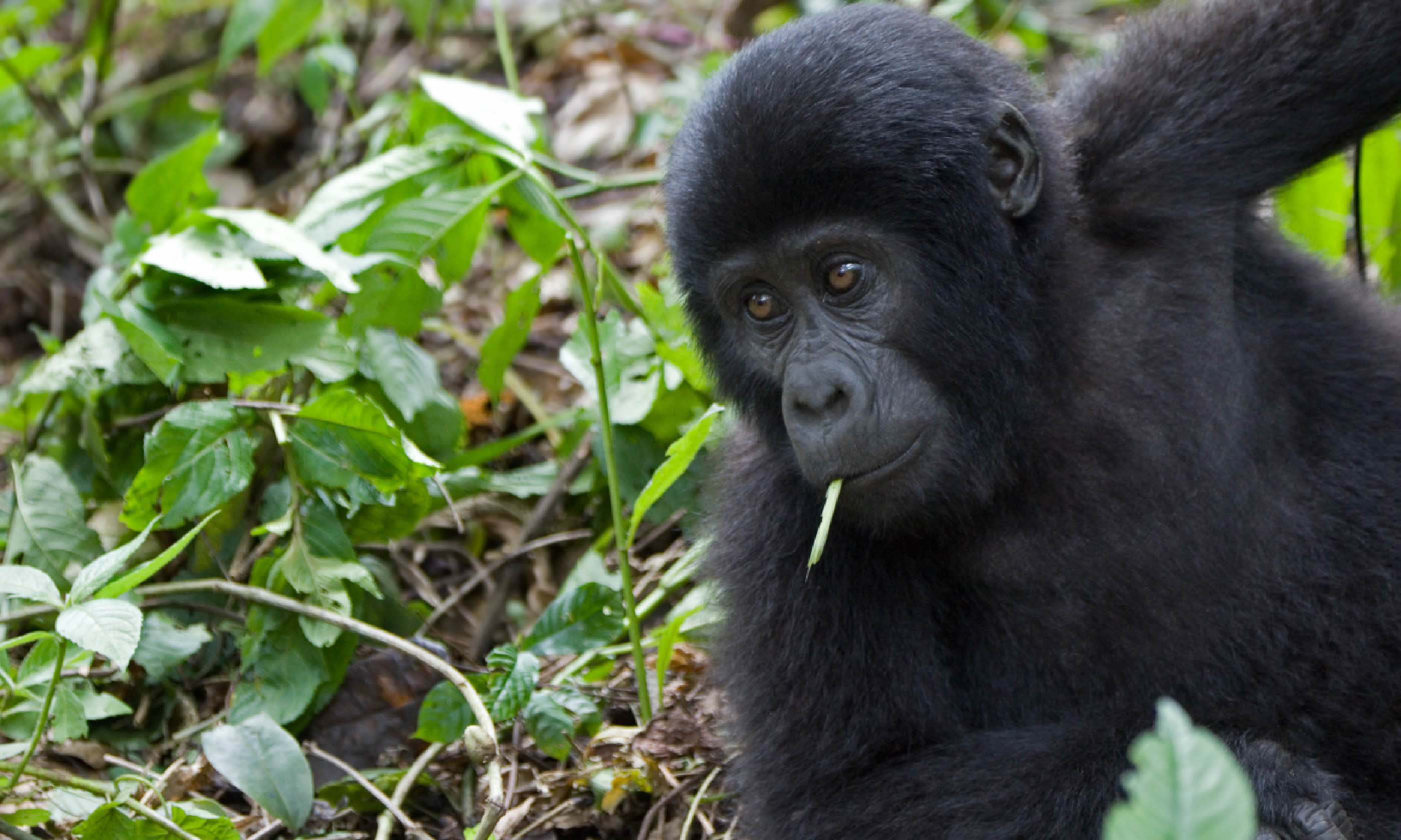 Mountain gorilla, Uganda (Shutterstock)