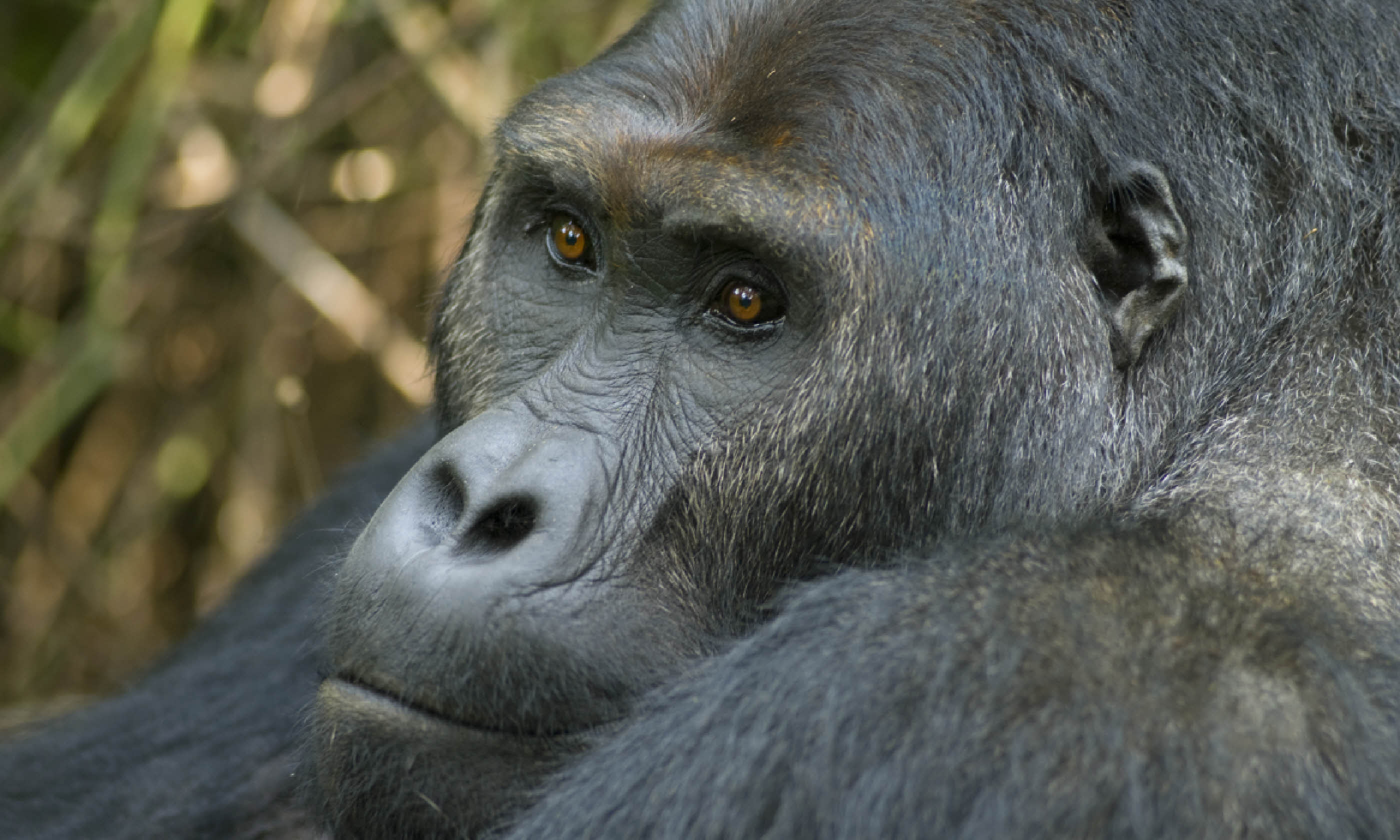Eastern Lowland Gorilla, DRC (Shutterstock)