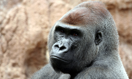 Mountain gorillas are often the most well-known species (Dreamstime)