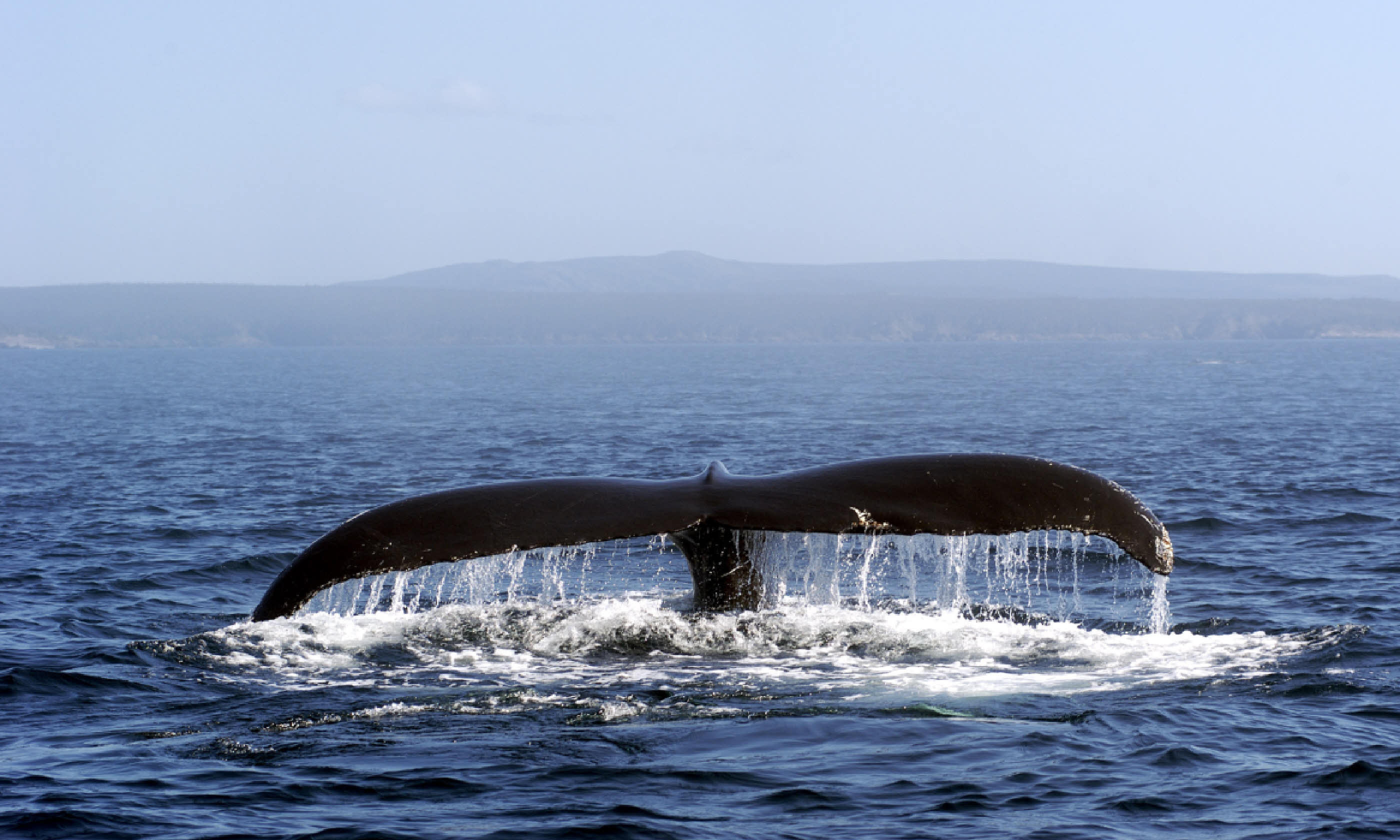 Humpback whale, Newfoundland (Shutterstock)
