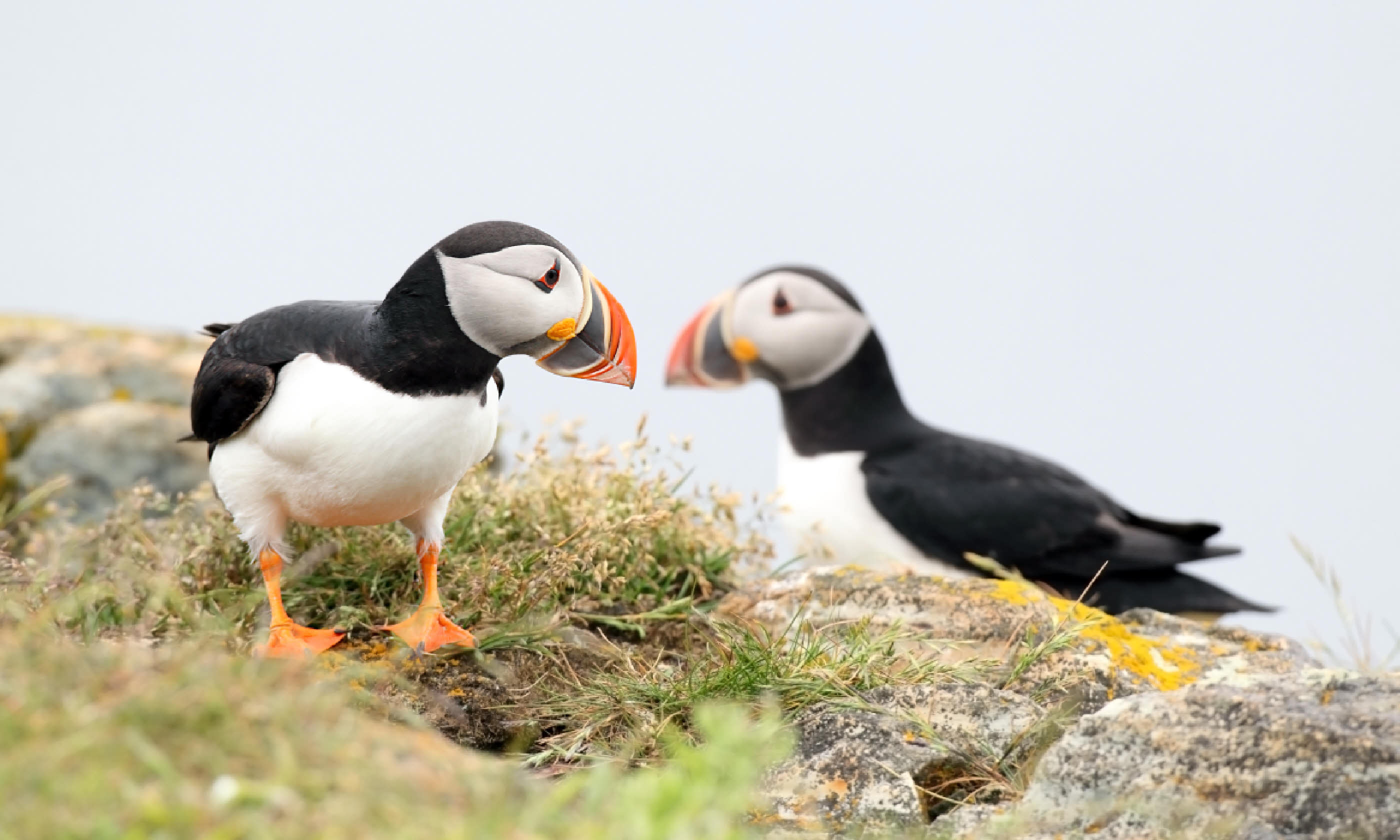 Puffins, Newfoundland (Shutterstock)