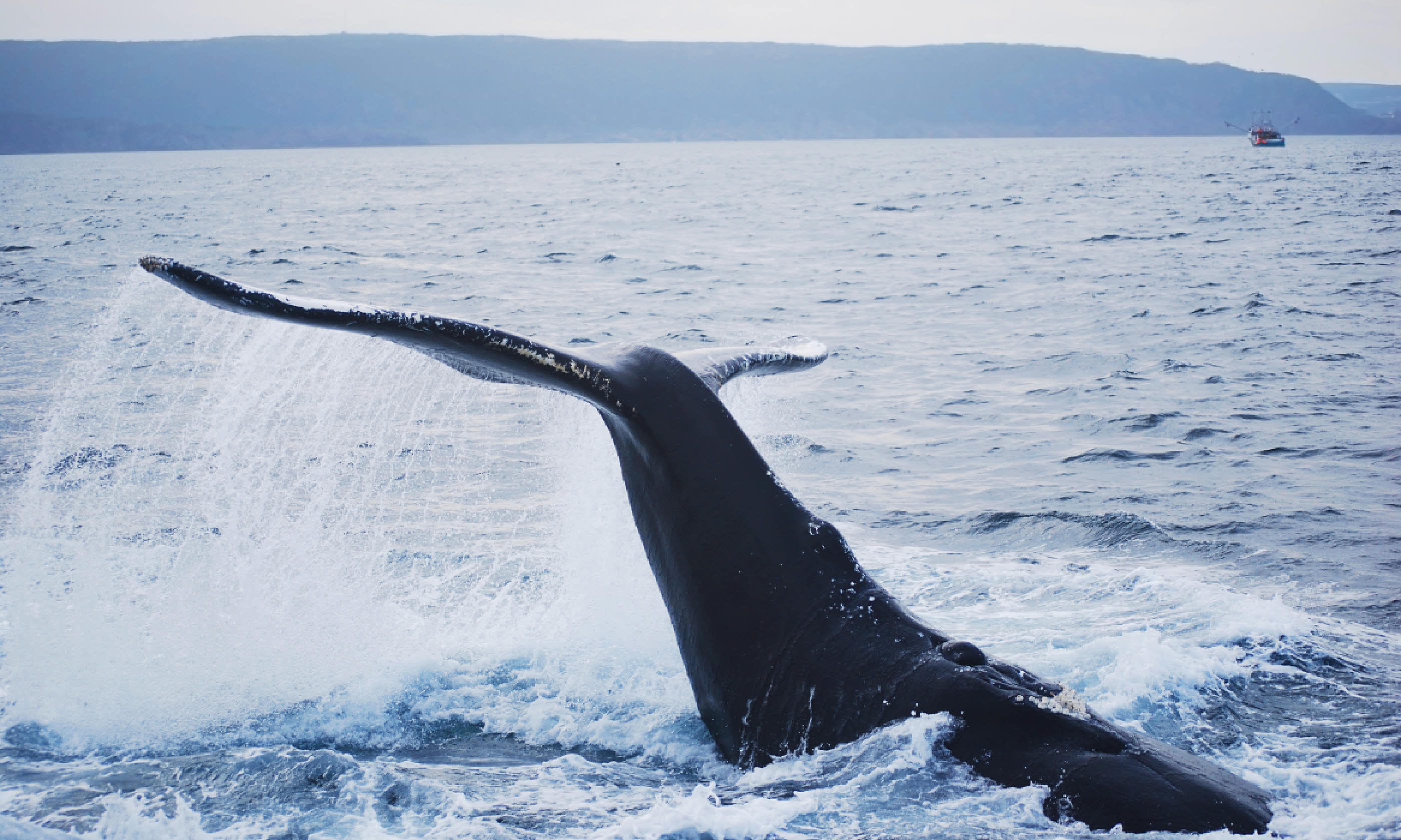 Humpback whale in Newfoundland – at last! (Shutterstock)