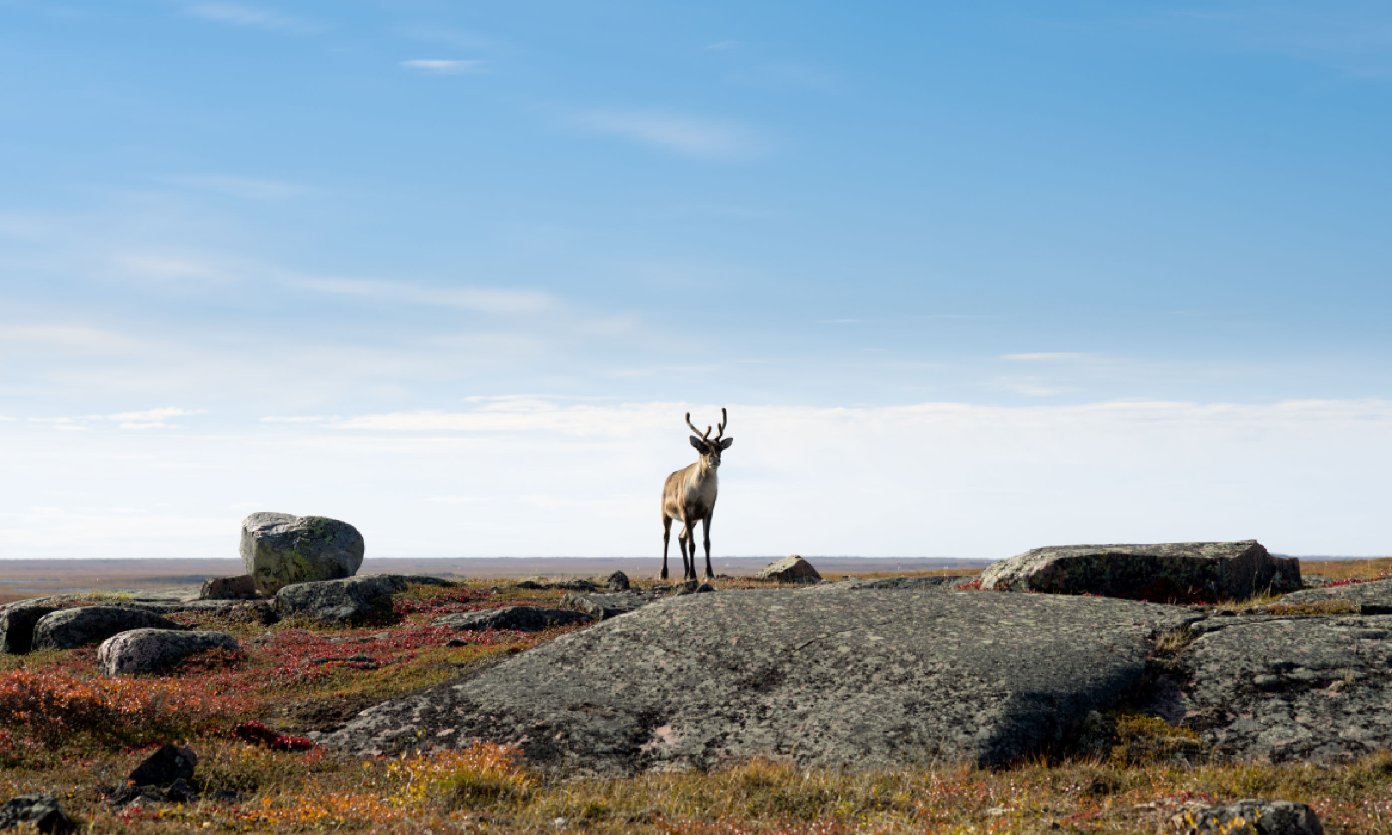 Lone Caribou on the Arctic Tundra (Shutterstock)