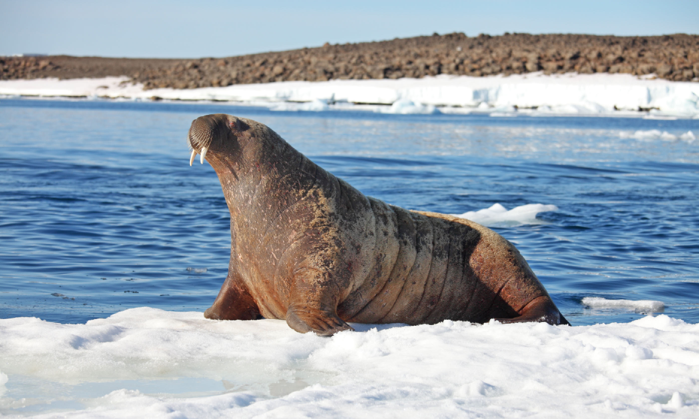 Walrus cow on ice floe (Shutterstock)