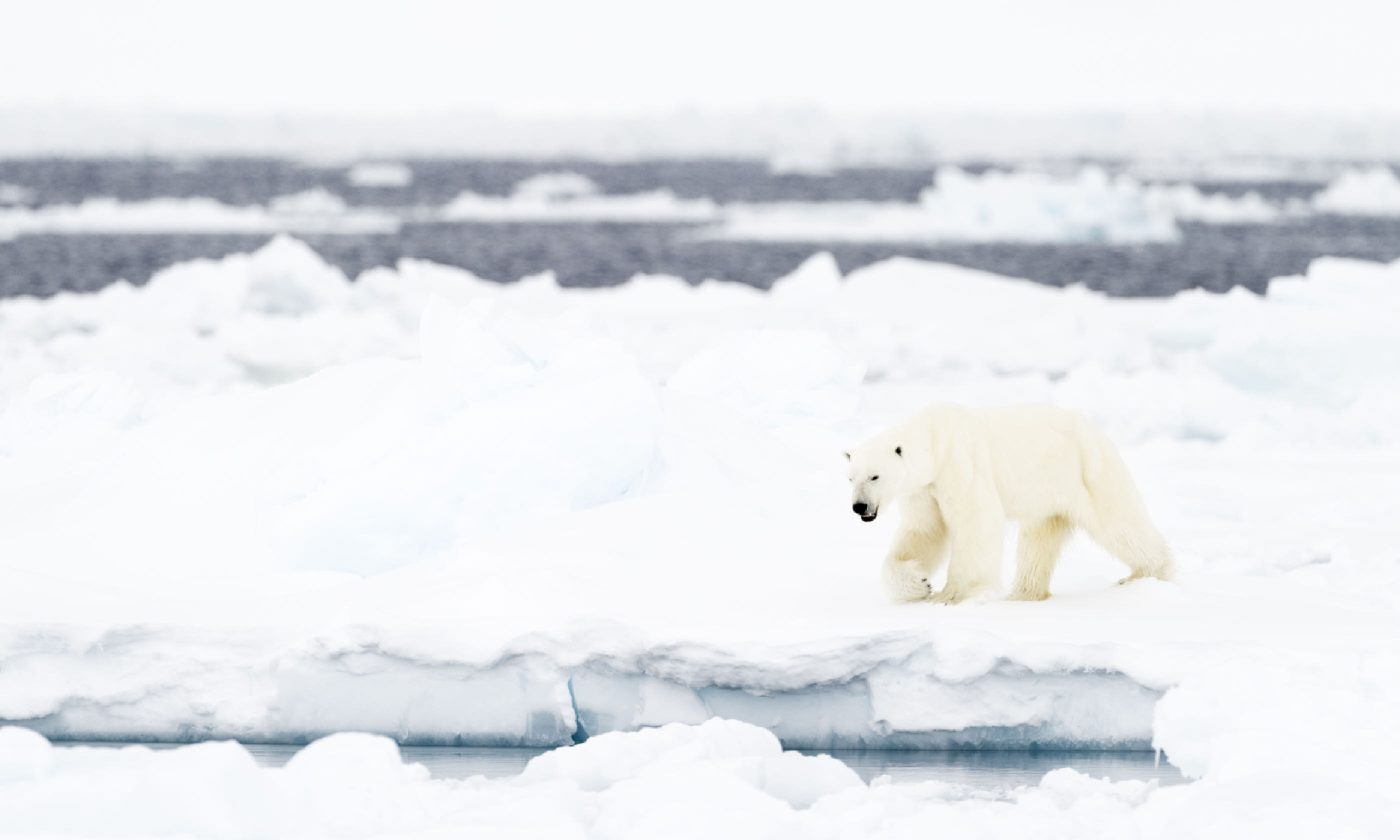 Polar bear in Baffin Bay (Shutterstock)