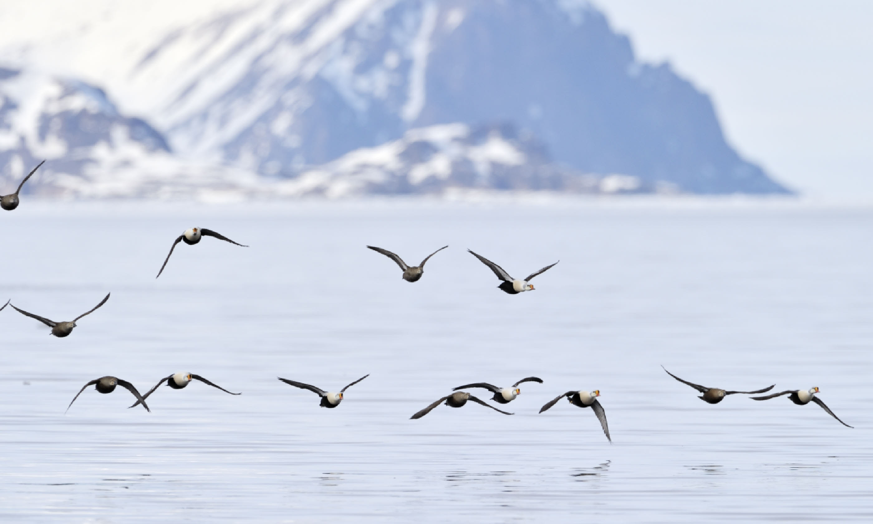 Group of King Eider, Baffin Bay (Shutterstock)