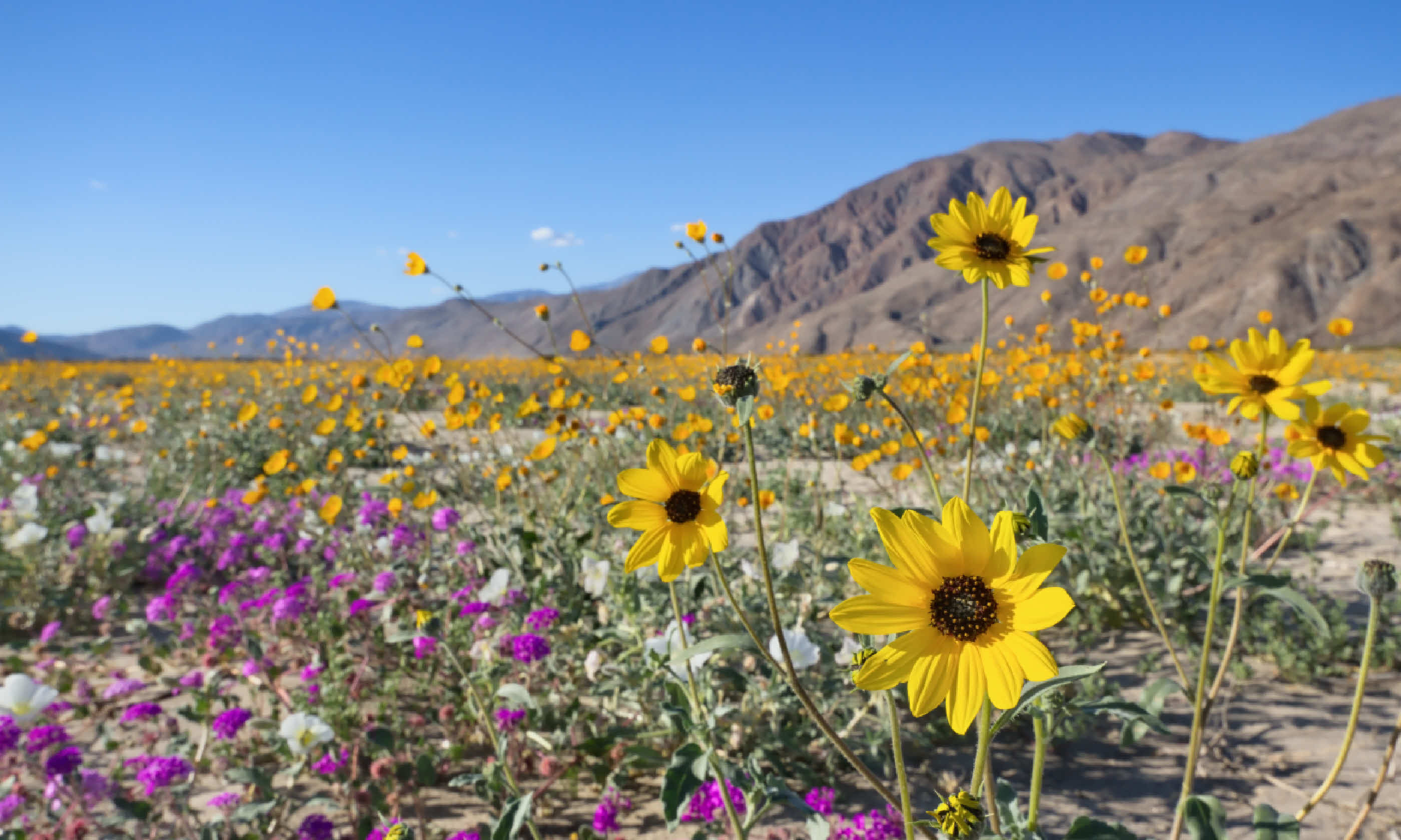 Borrego Desert State Park, California (Shutterstock)