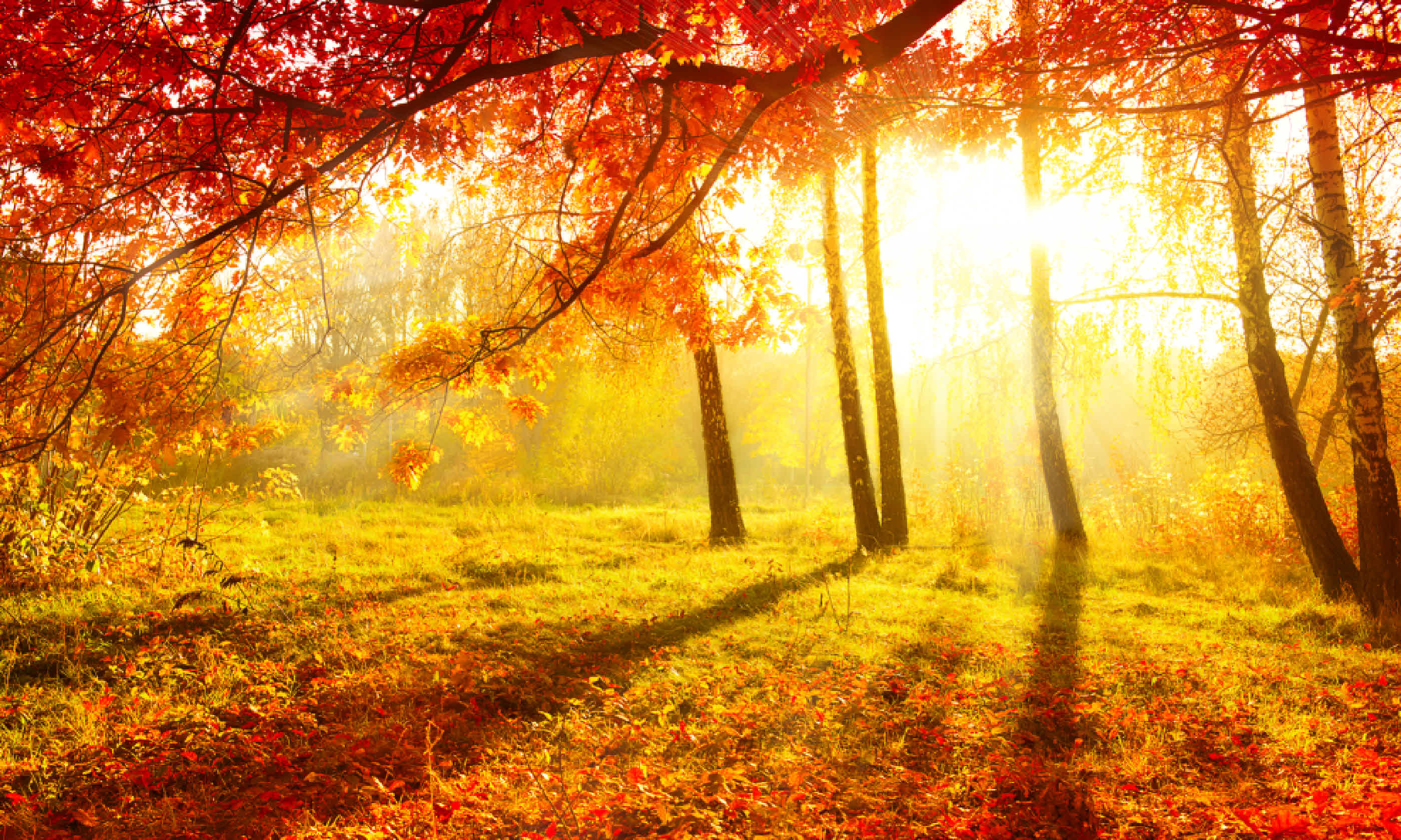 Autumn Trees and Leaves (Shutterstock: see credit below)