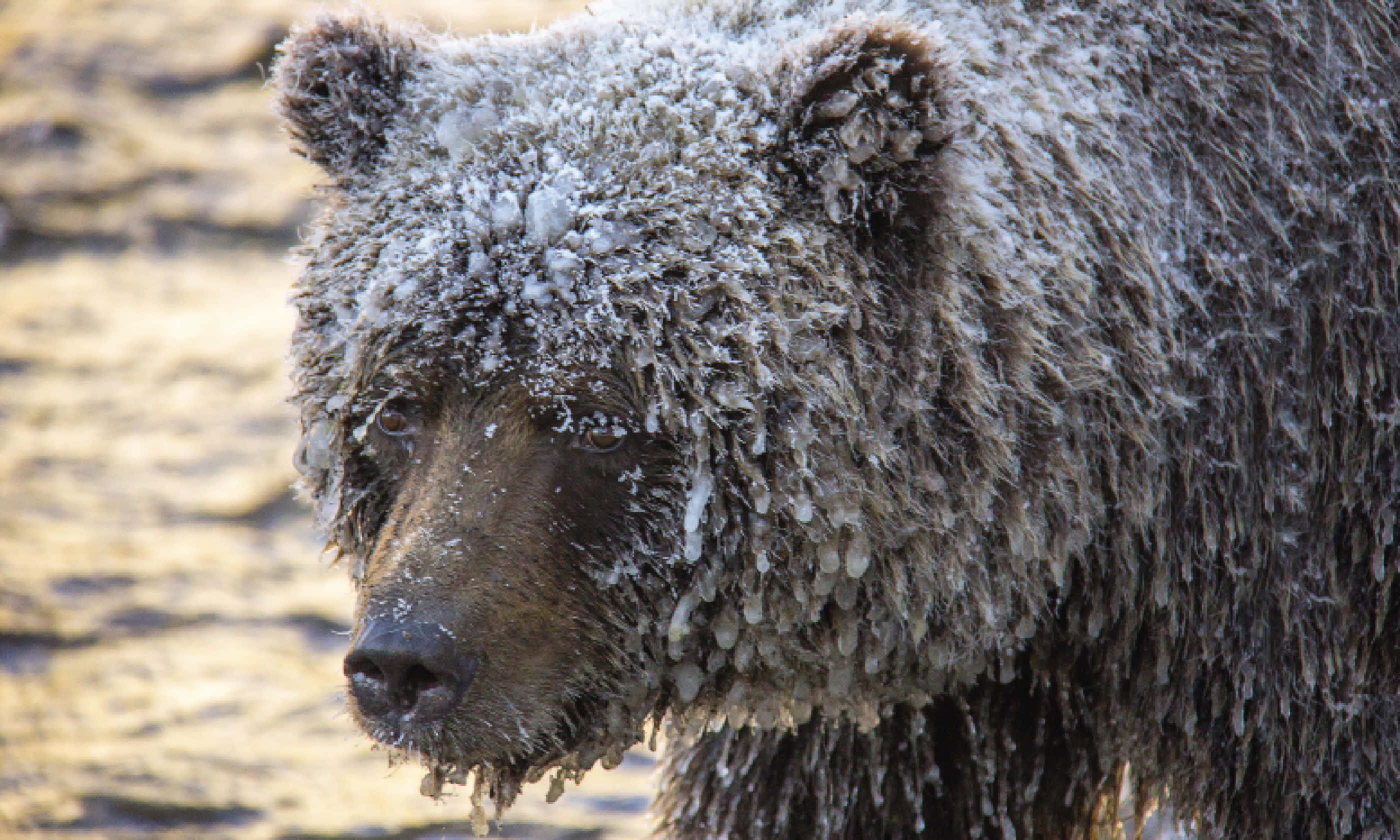 The Ice Bears of Yukon, Canada (Supplied: Bear Cave / Ron Daub)