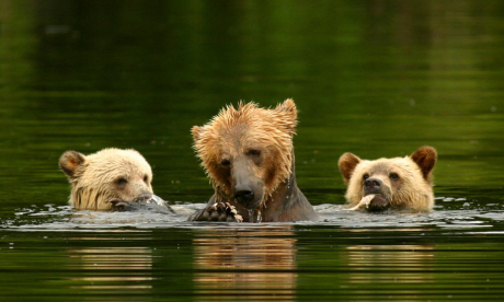 Bears in Knights Inlet, Canada