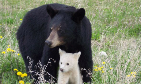 Spirit Bear and parent (beingmyself)