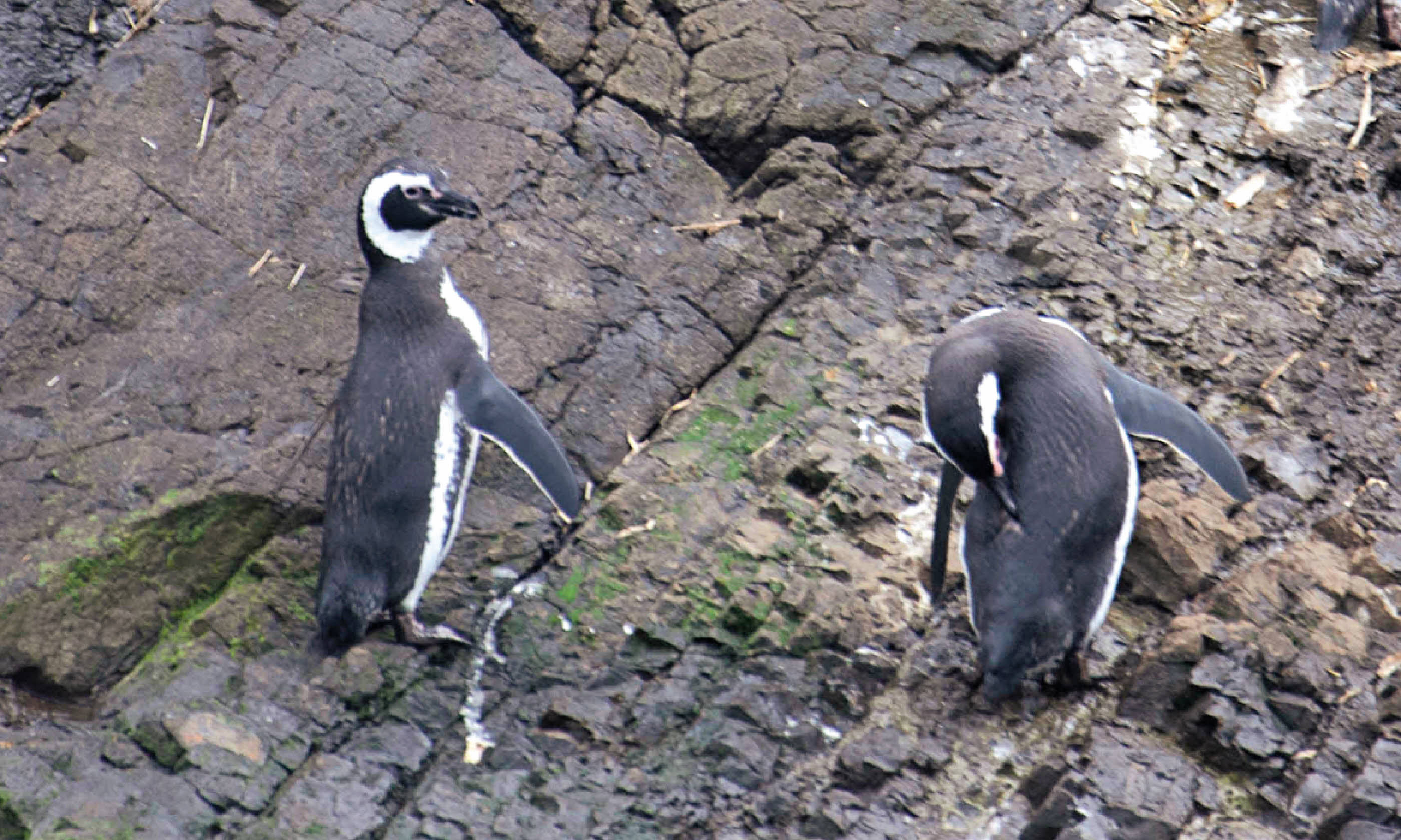 Penguins at Puñihuil Natural Monument (Lyn Hughes) 